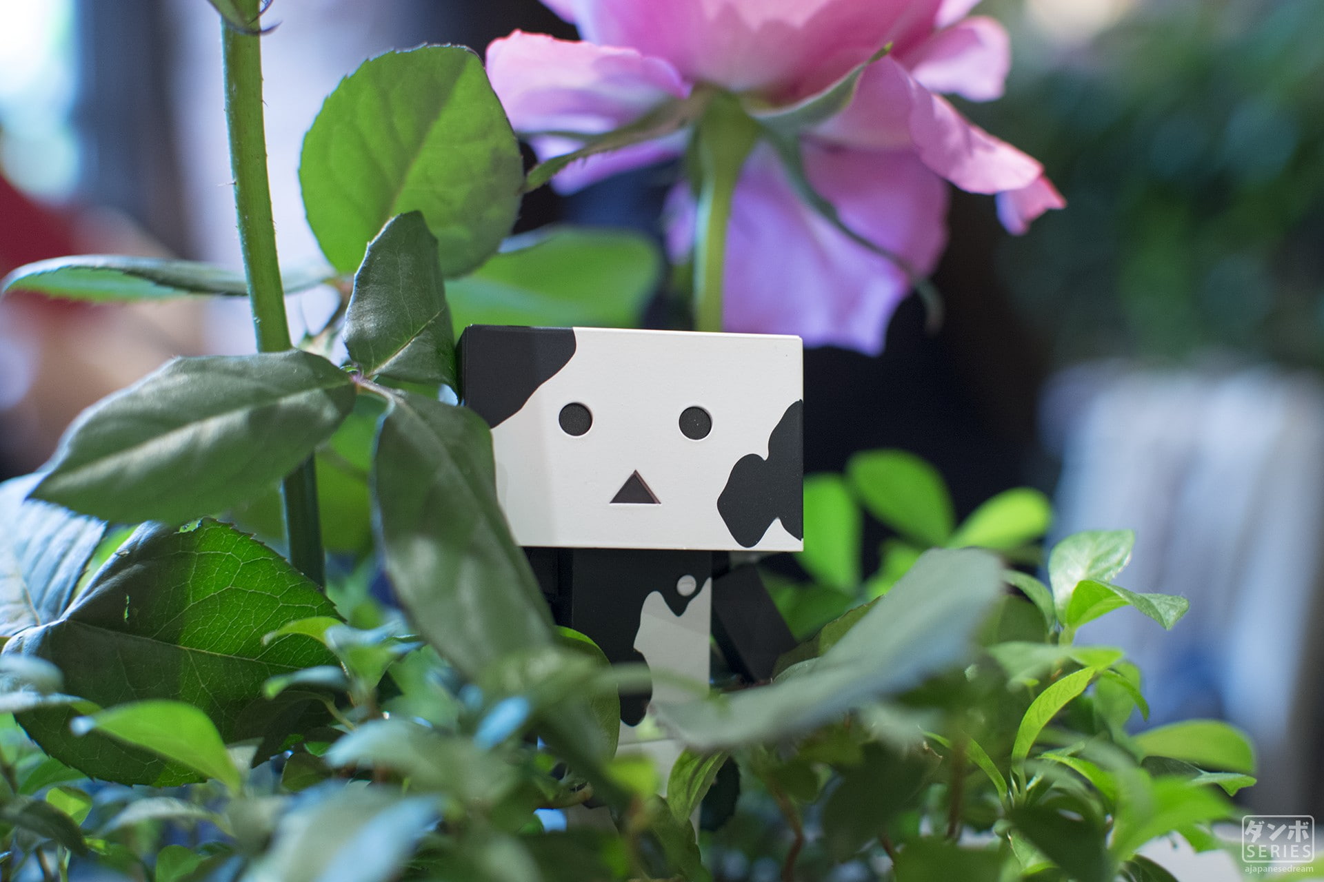 1080P, cards, heart shape, art and craft, plant part, plant, leaf, close-up, flower, no people, selective focus, leisure games, day, anthropomorphic smiley face, HD Wallpaper