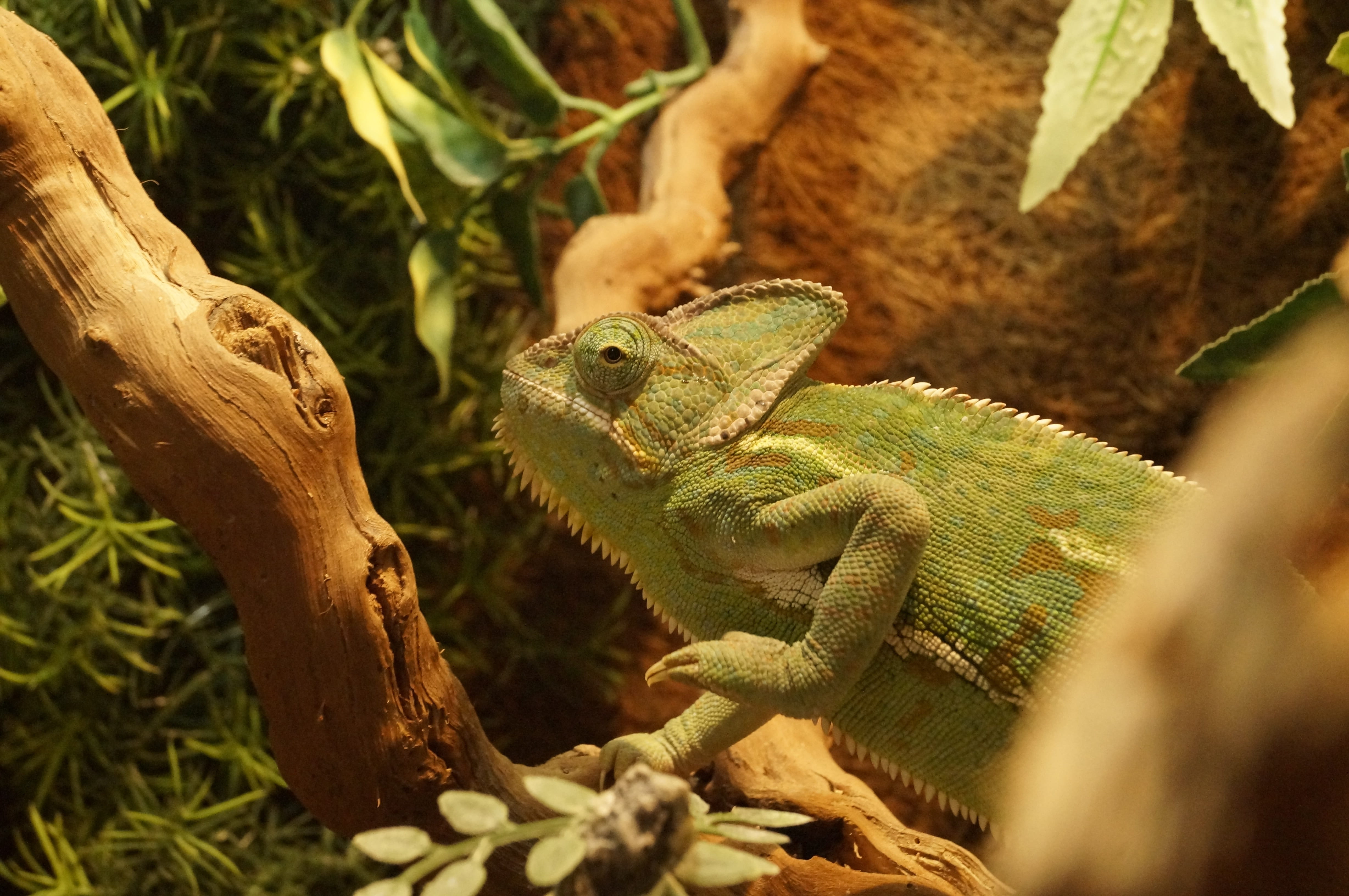 animal themes, animal, animal wildlife, day, iguana, nature, no people, tropical, green color, reptile, branch, vertebrate, plant part, 4K, outdoors, tree, HD Wallpaper