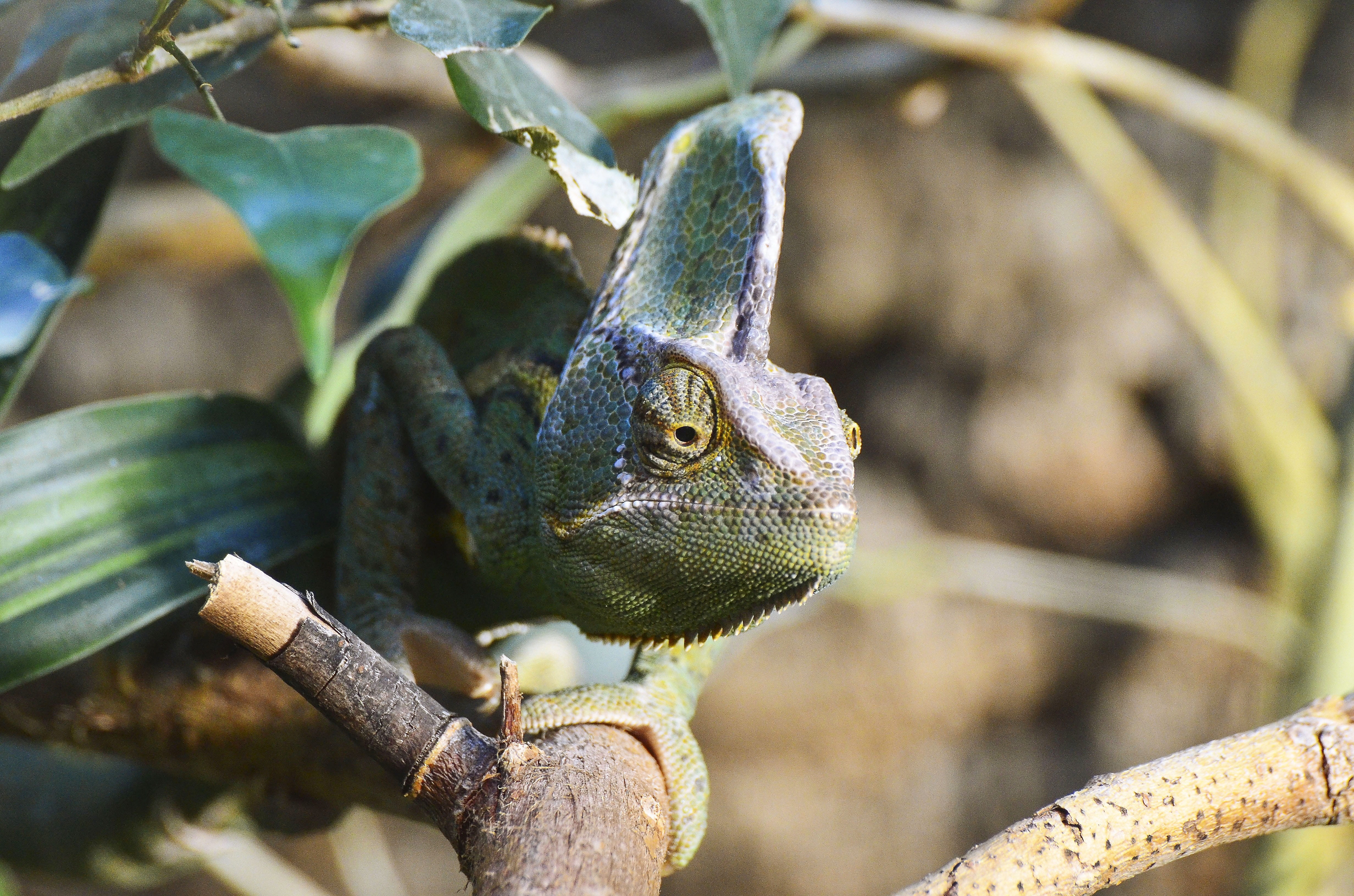 outdoors, head, dragon, sunlight, lizard, terrarium, animal themes, plant, animal wildlife, animals in the wild, animal head, one animal, green, macro, HD Wallpaper