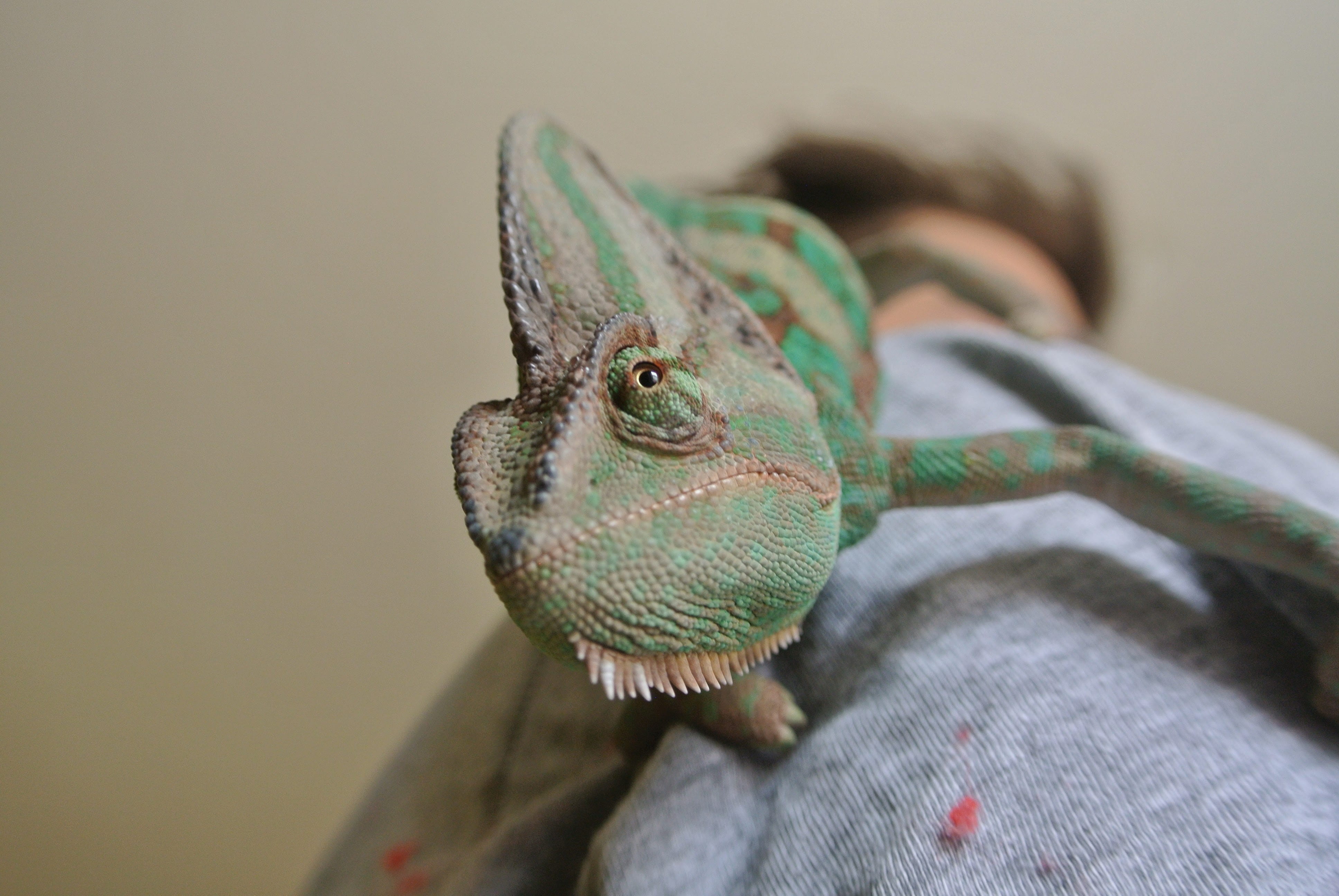 chameleon, close, chamaeleonidae, color, indoors, bands, wild, eye, gad, nature, green color, man, yemen, close-up, focus on foreground, brown, fauna, snake, HD Wallpaper