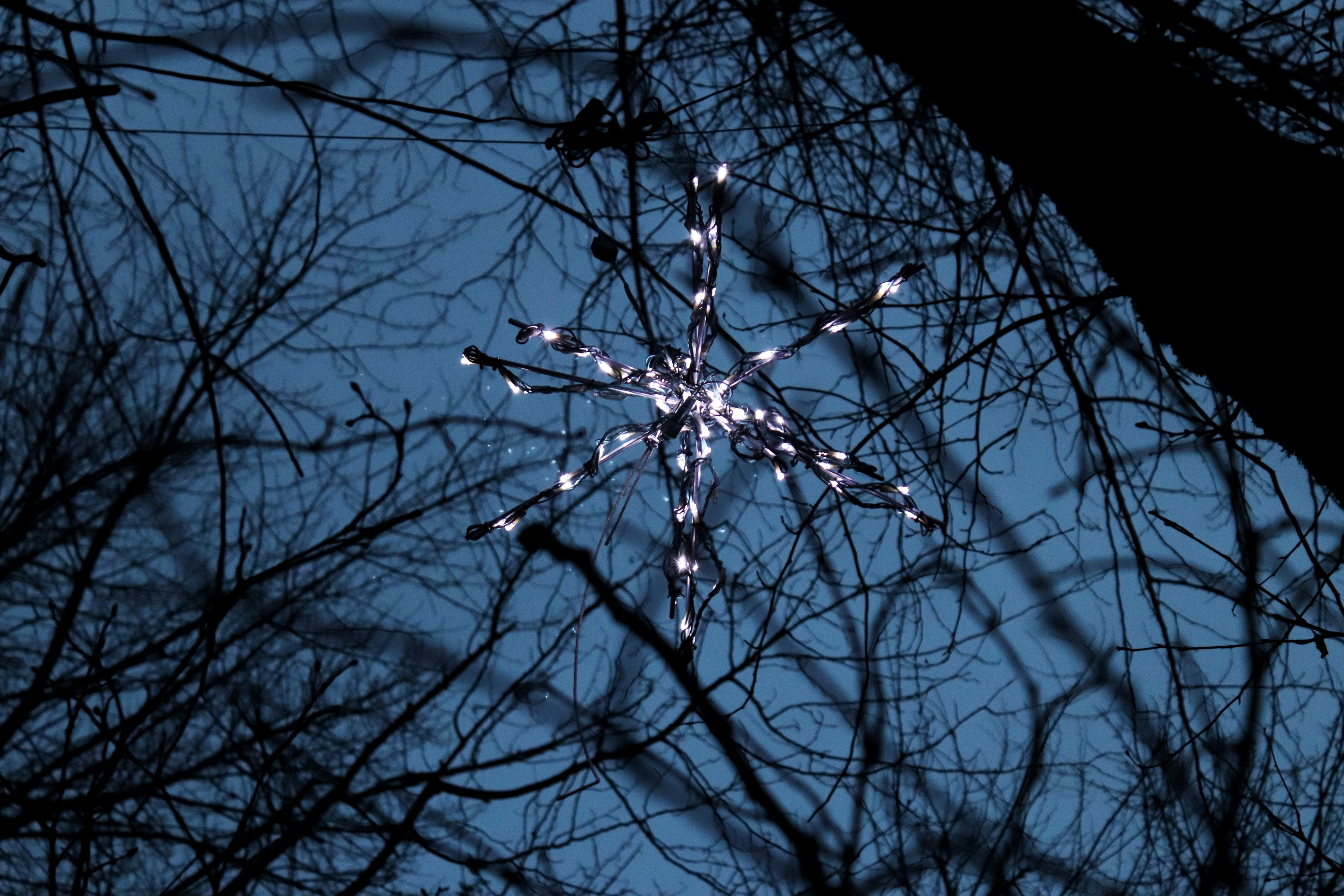 forest, vancouver, trees, lights, tranquility, night, branch, blue hues, plant, complexity, outdoors, sky, bare tree, stars, scenics - nature, star, night time, HD Wallpaper