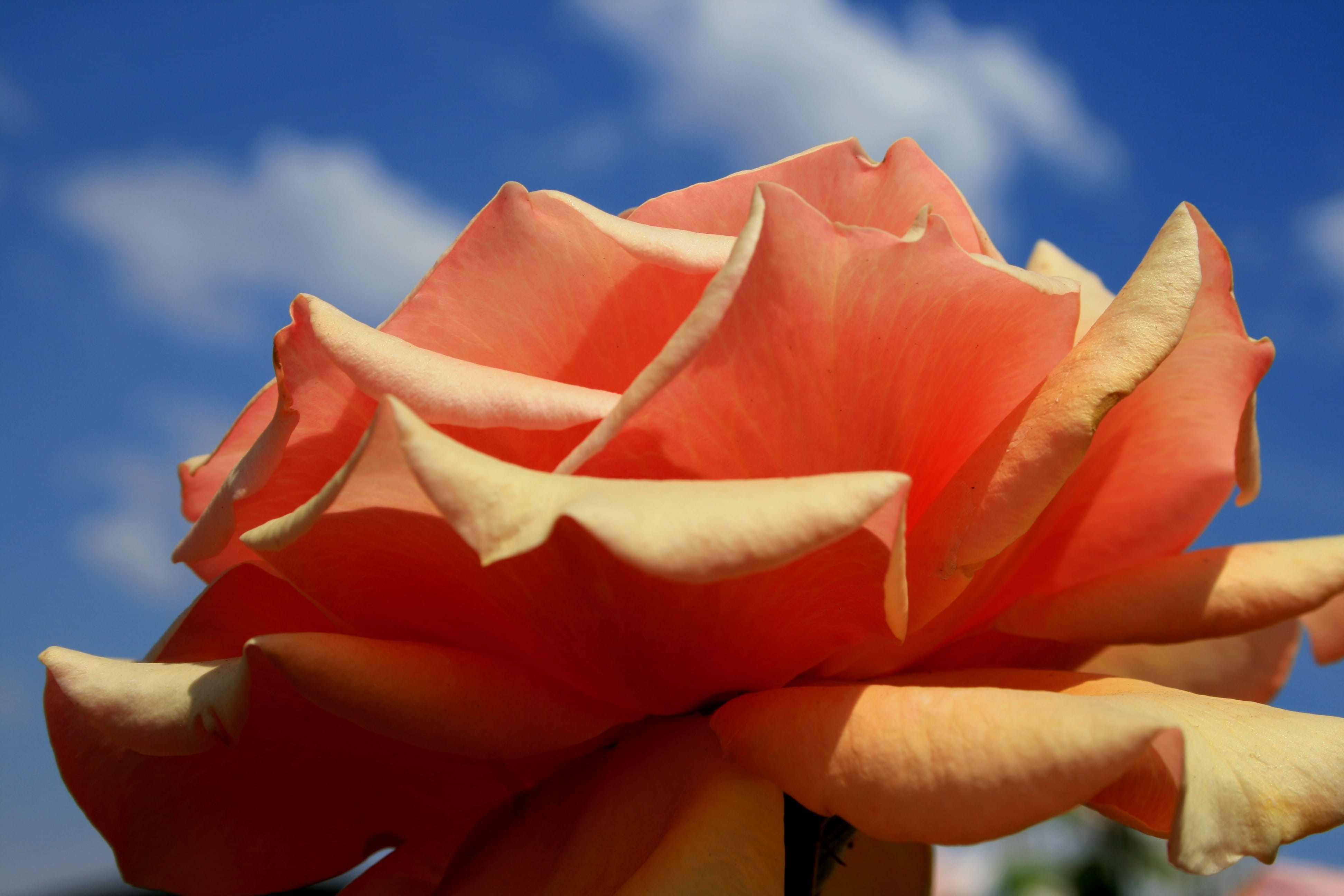 rose - flower, growth, Open, beauty in nature, 4K, Orange, freshness, flower head, inflorescence, delicate, soft, sky, close-up, plant, Flower, red, no people, HD Wallpaper