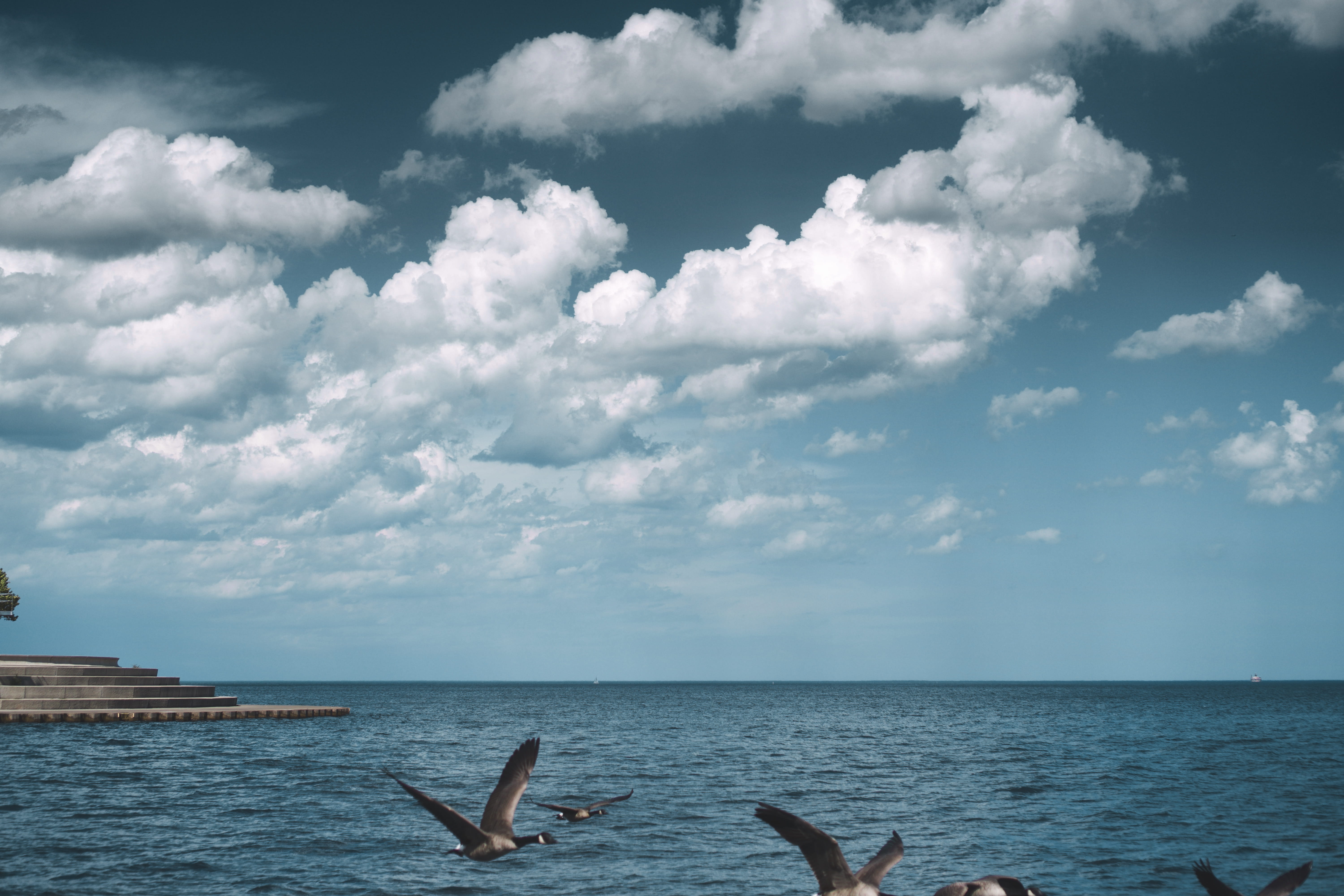 swan, chicago, cloudy, animal, gray, bird family, human arm, ripple, outdoors, arms raised, leisure activity, waterfront, tranquility, ocean, top, day, HD Wallpaper