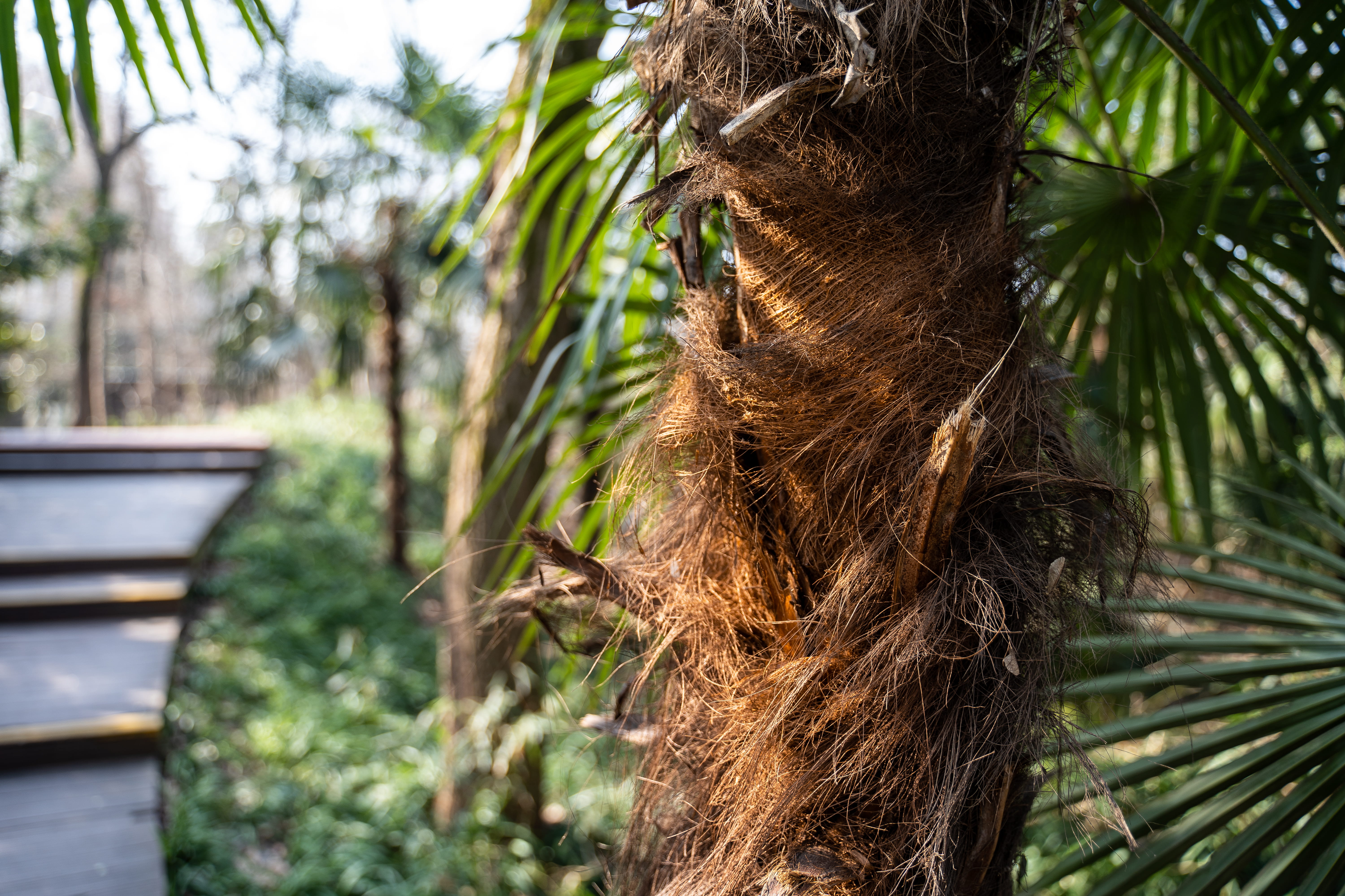 brown, para rubber tree, summer, tree, purple mountain, moss, day, nanjing, tropical climate, animal, palm tree, tree trunk, close-up, forest, jungle, palm leaf, HD Wallpaper