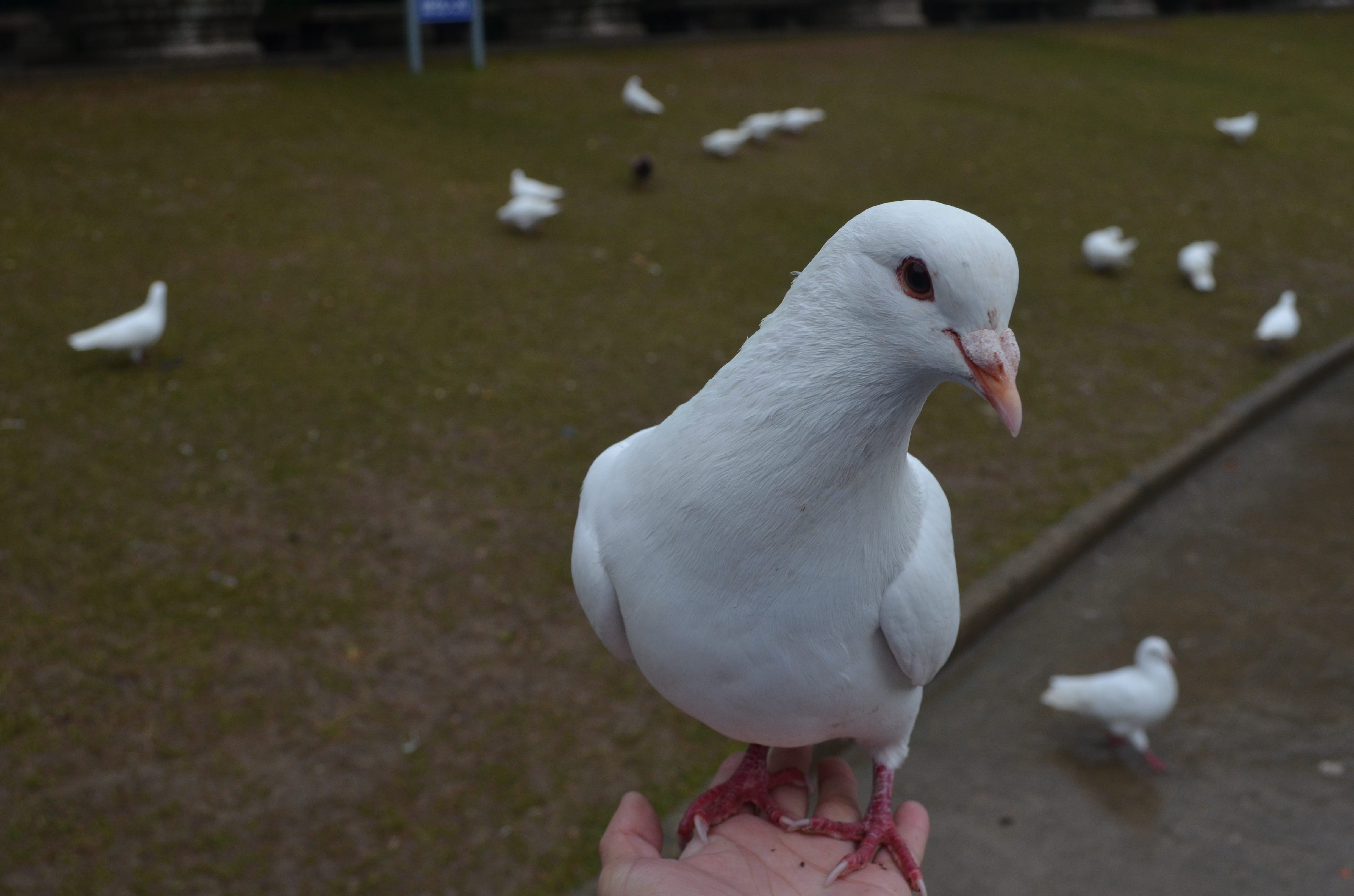 perching, seagull, 4K, day, animals in the wild, pigeons, focus on foreground, nanjing, white color, people, vertebrate, animal wildlife, nature, dove - bird, HD Wallpaper