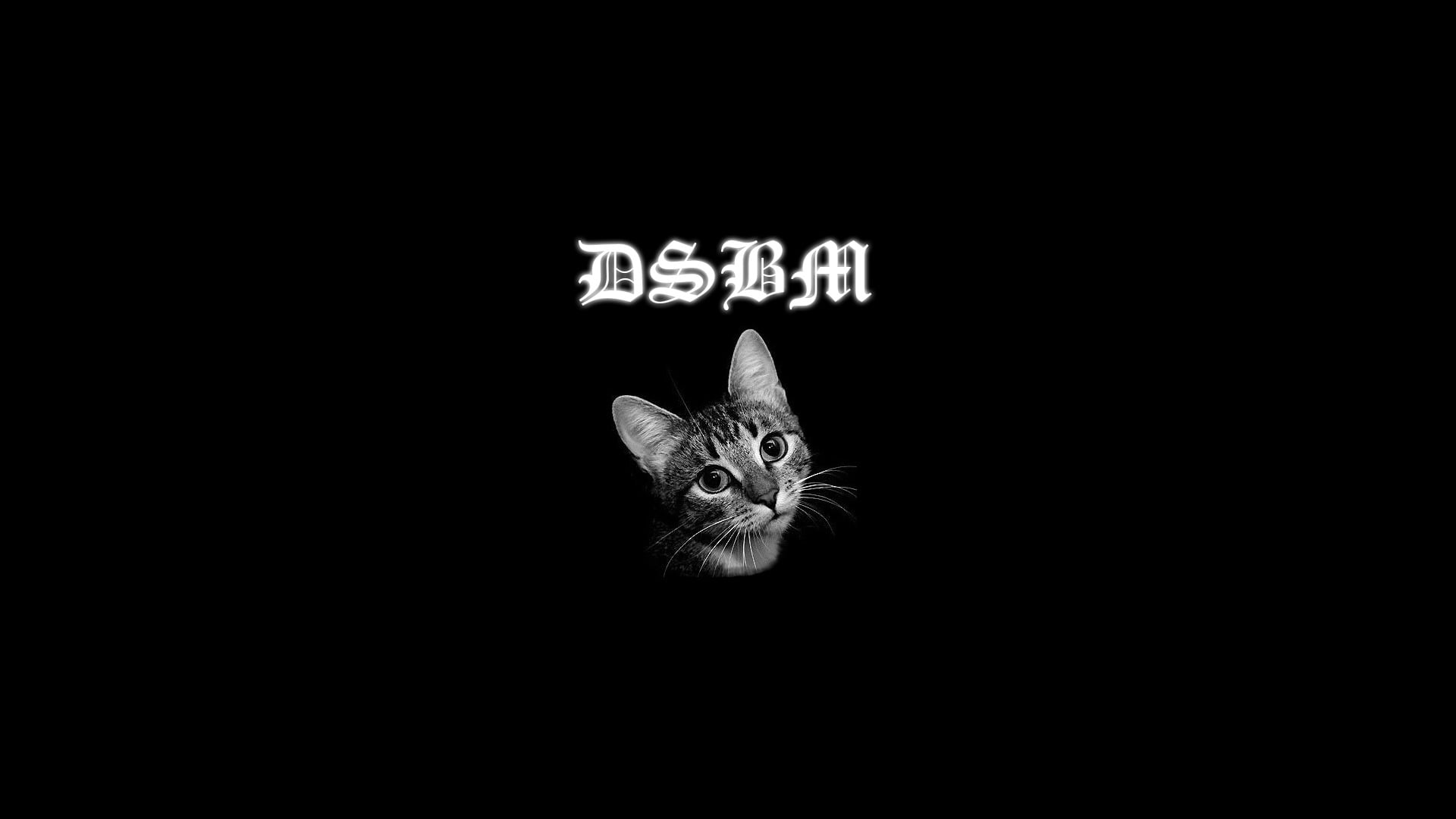 domestic cat, vertebrate, copy space, silver, studio shot, black background, feline, no people, dsbm, pets, indoors, western script, mammal, HD Wallpaper