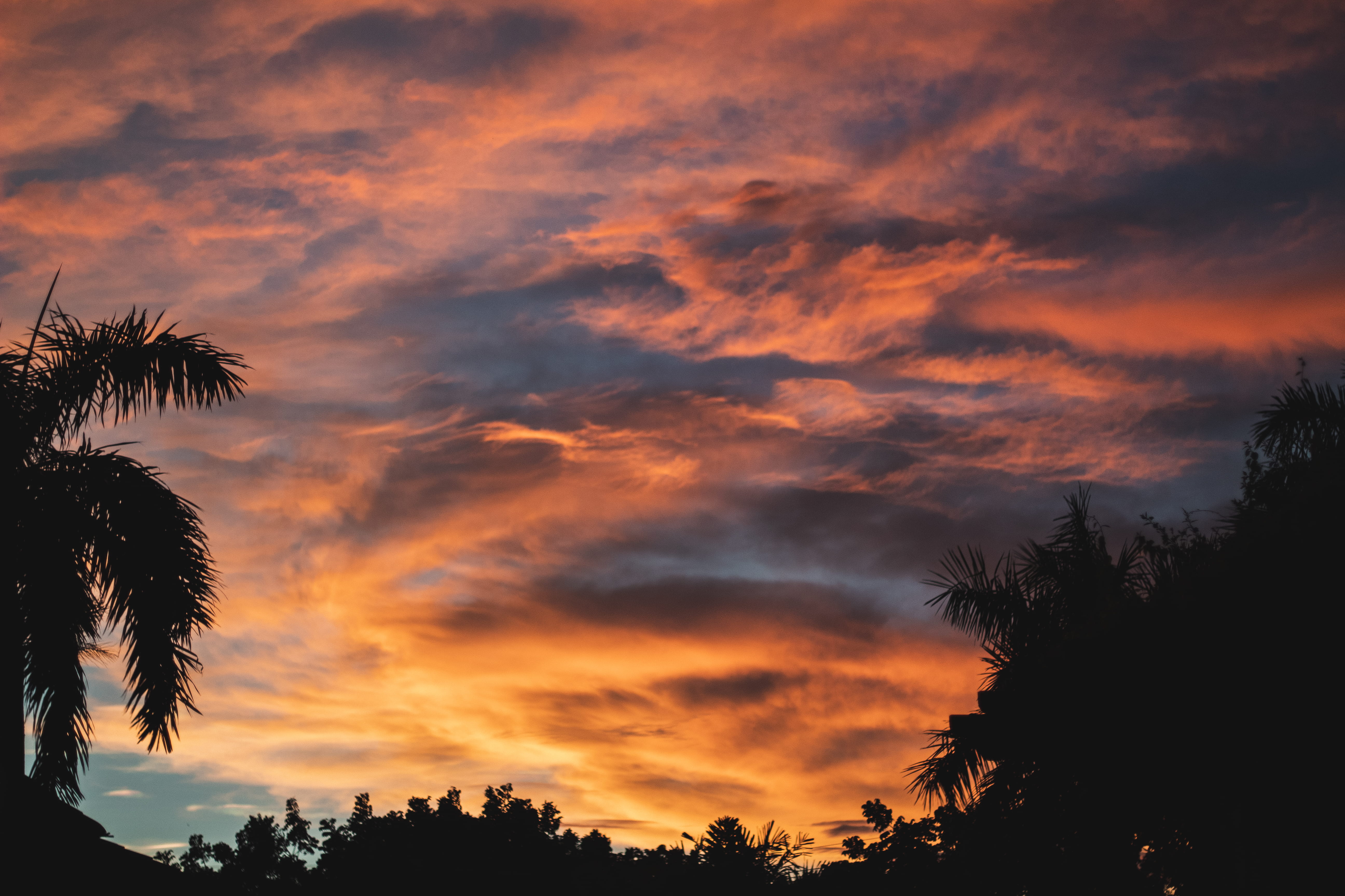low angle view, tropical climate, no people, scenics - nature, summer, growth, nature, sky, trees, orange, 5K, palm leaf, sunset, palm, clouds, cloudy sky, HD Wallpaper