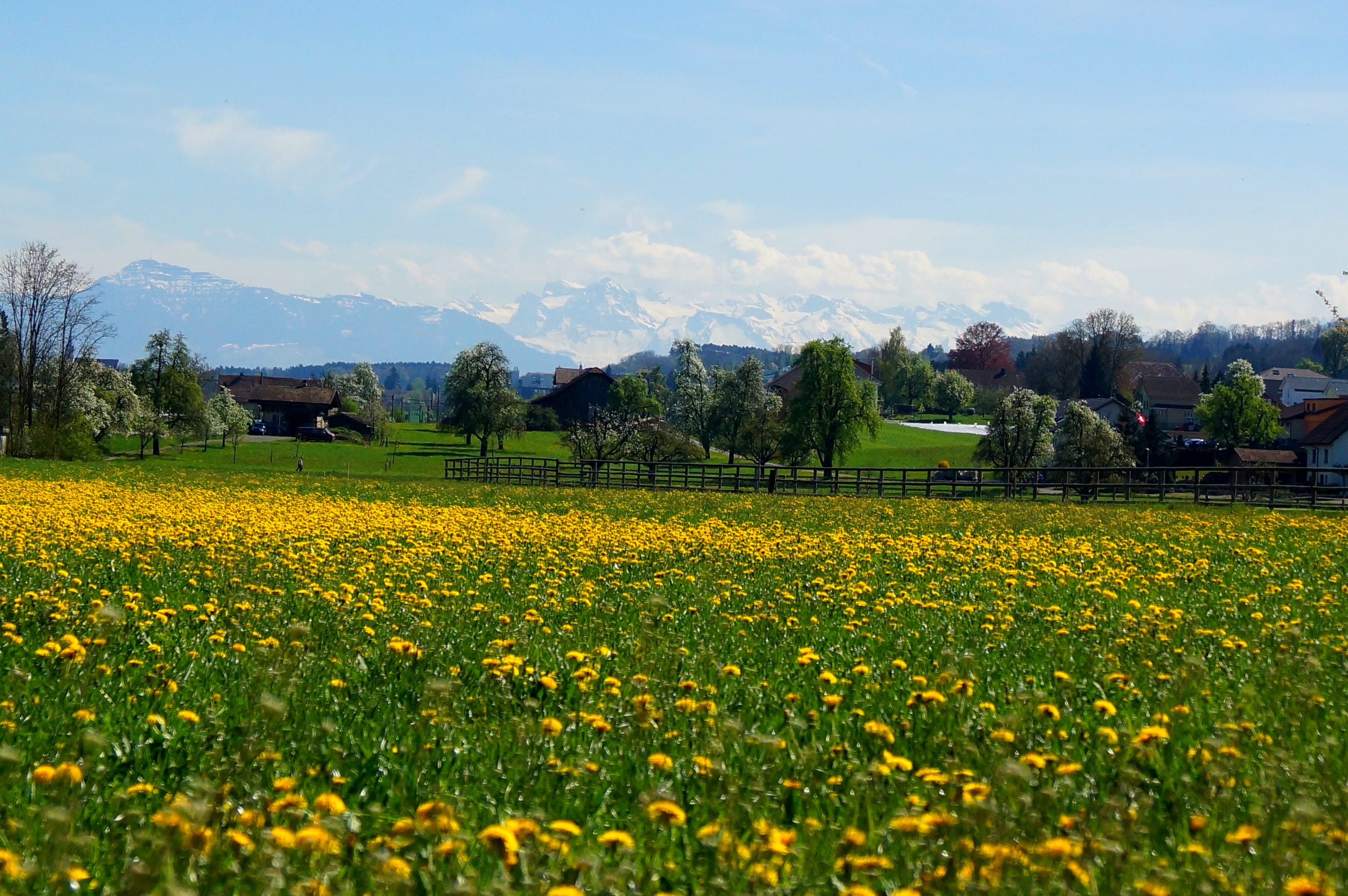 environment, flower, rural Scene, fruelingswiese, scenics - nature, blue, scenics, springtime, flowerbed, tranquil scene, no people, agriculture, land, HD Wallpaper