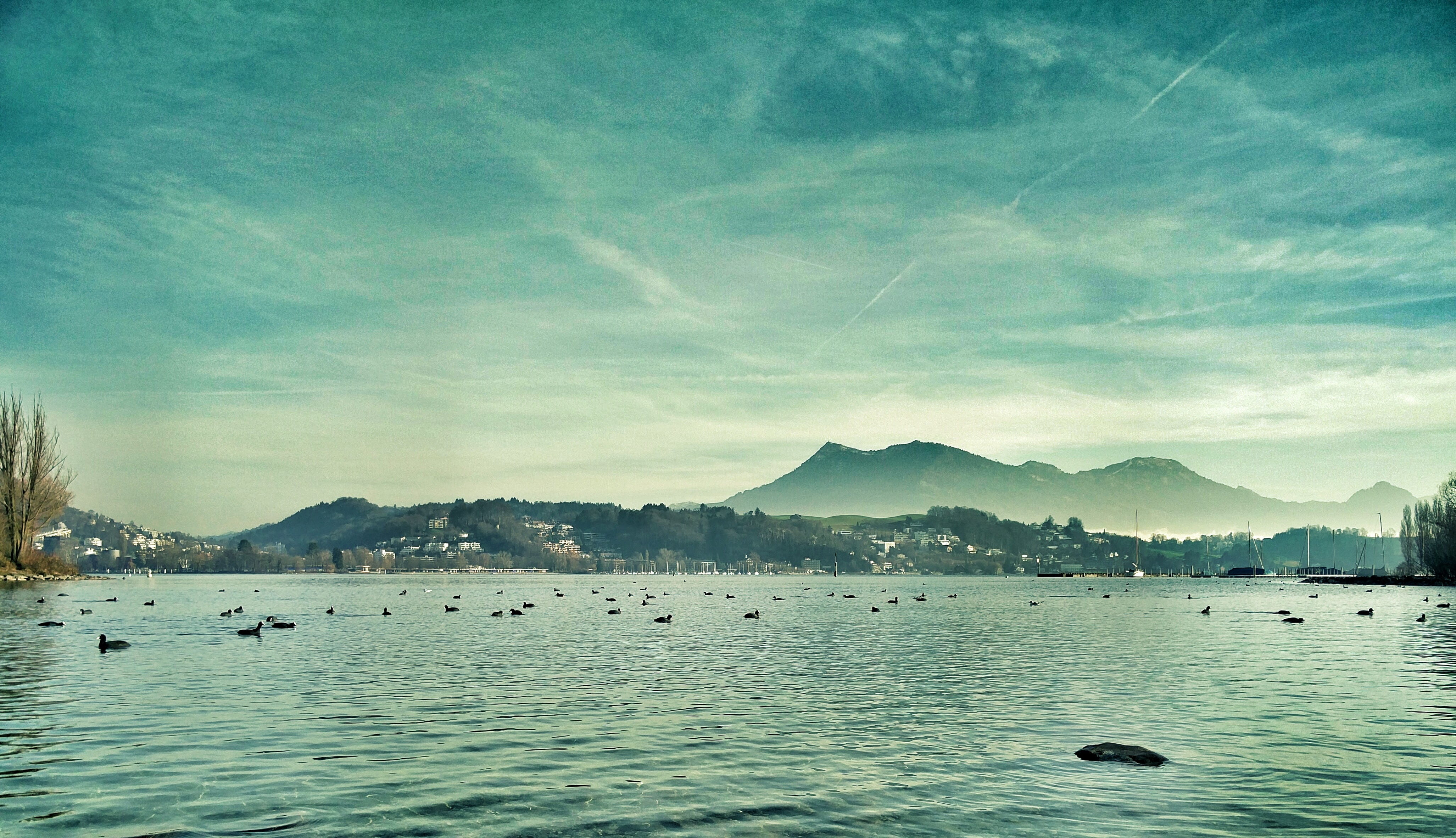 beauty in nature, tranquil scene, bay, animal, animals in the wild, blue, 4K, clouds, lake, day, lake lucerne, transportation, switzerland, bird, water, HD Wallpaper
