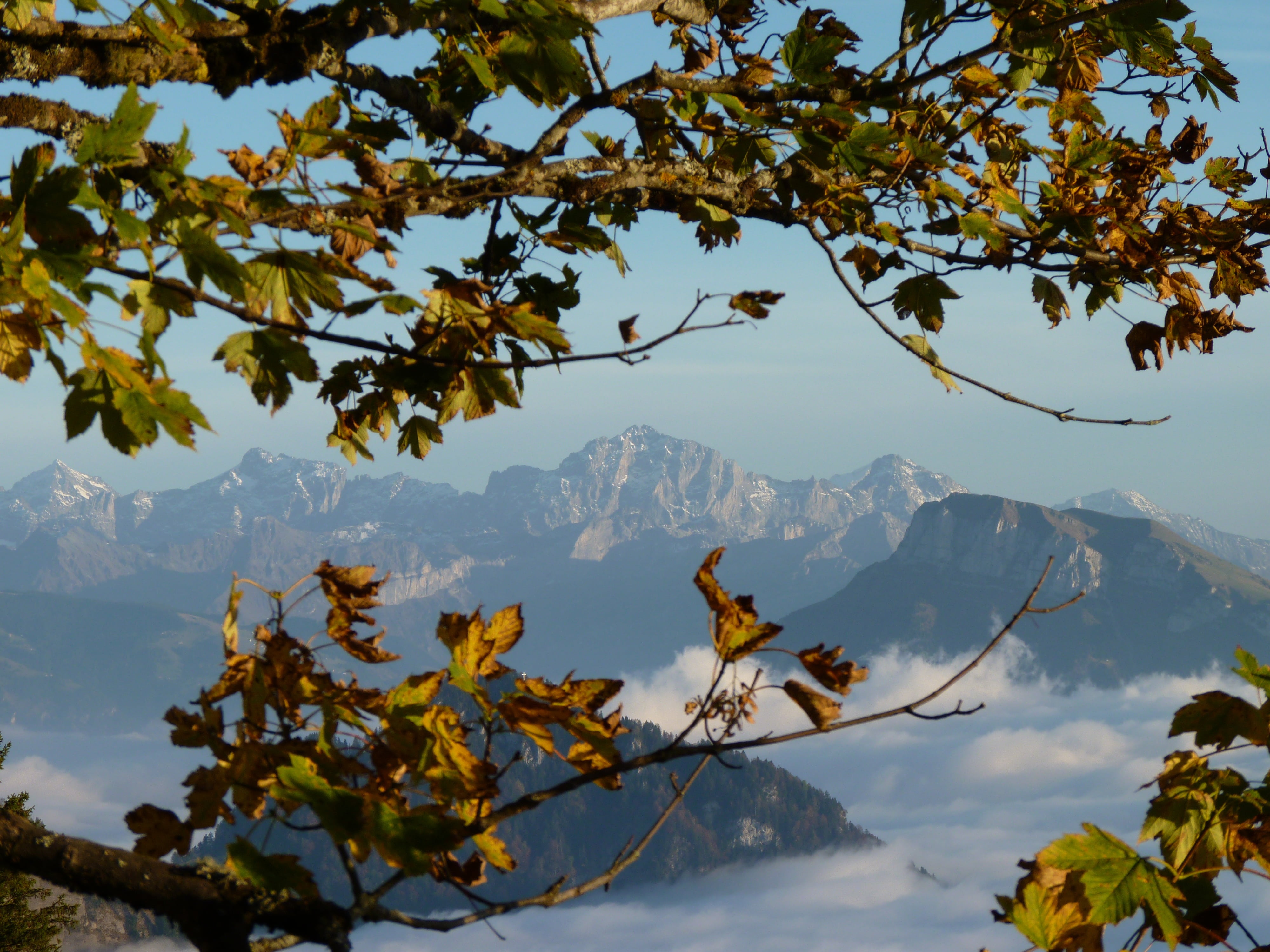 growth, tree, plant, 4K, tranquility, holiday, leaves, branch, mountains, plant part, alpine, rigi, mountain range, outdoors, snowcapped mountain, day, HD Wallpaper
