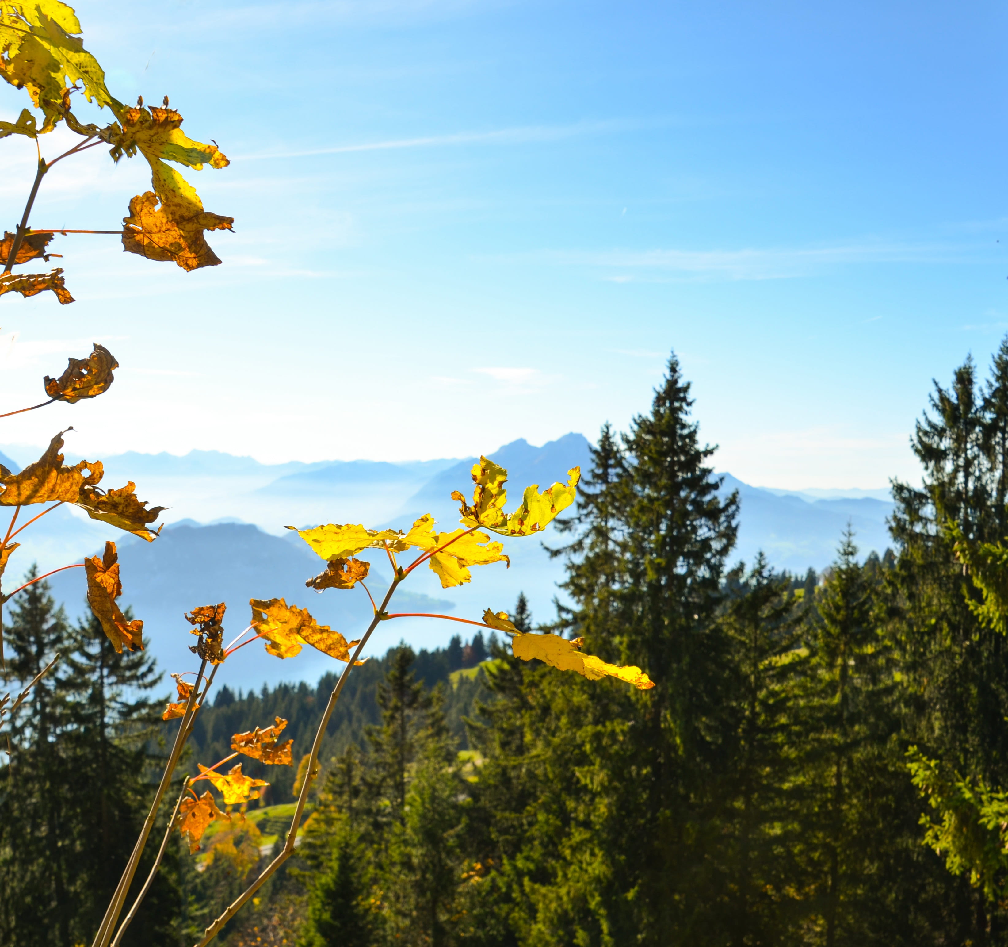 sky, tranquil scene, beauty in nature, mountain meadow, green color, leaves, autumn, foresight, the summit distant, forest, switzerland, scenics - nature, HD Wallpaper