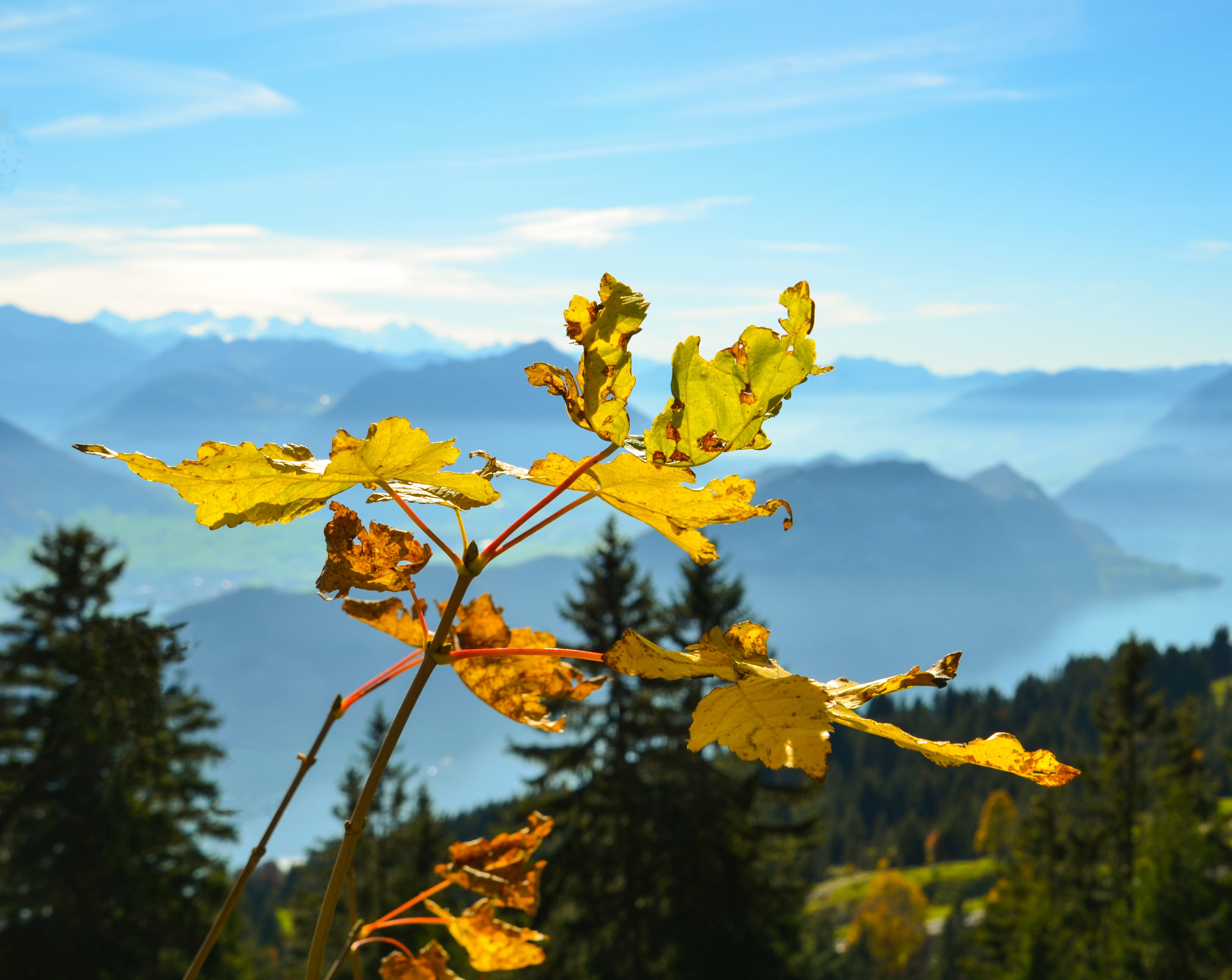 tree, cloud - sky, the summit distant, mountain meadow, vulnerability, vouch stock, change, natural condition, landscape, leaves, no people, alpine, growth, HD Wallpaper
