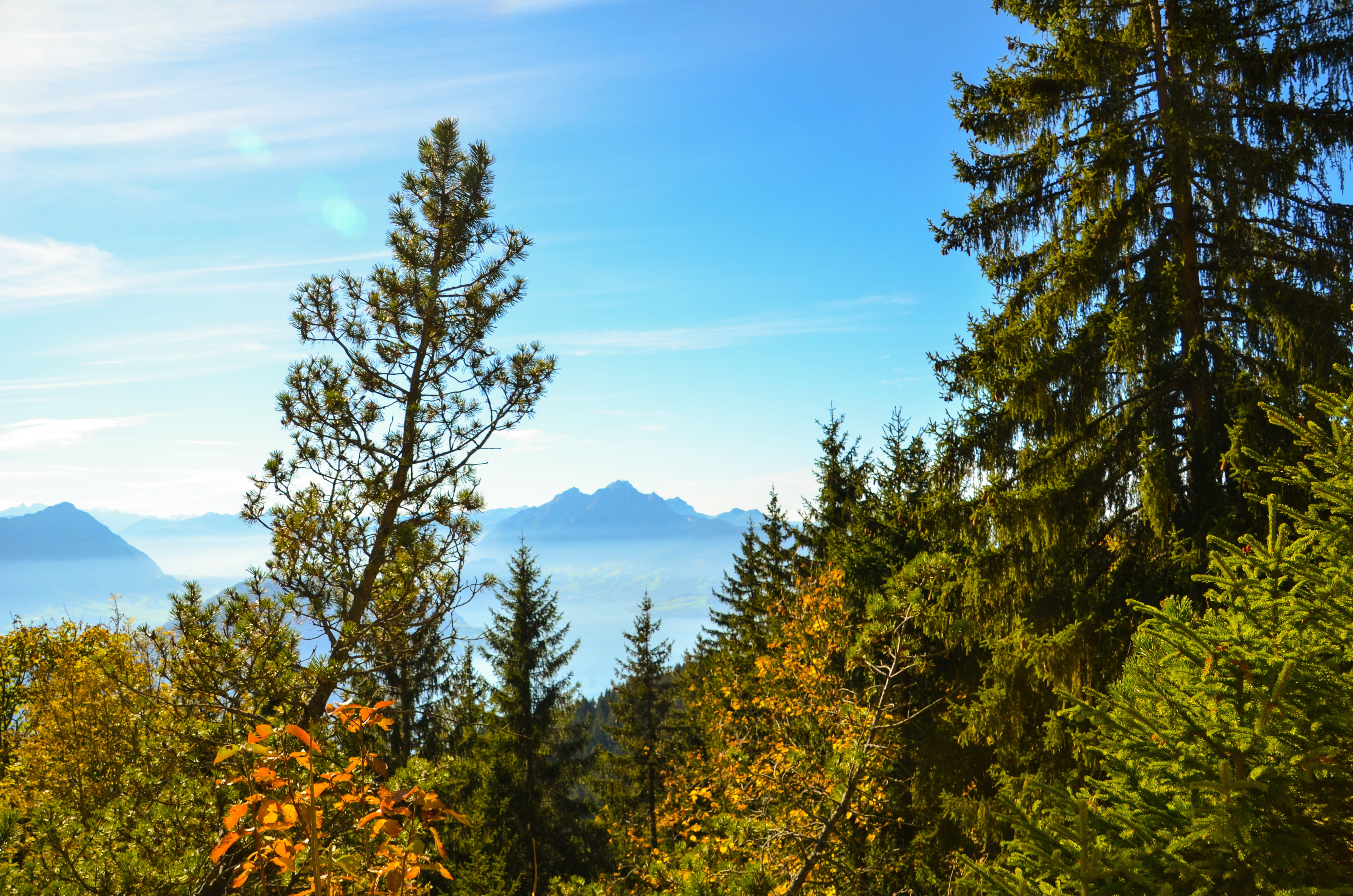 growth, coniferous tree, alpine, beauty in nature, mountain, tranquility, cloud - sky, day, land, pine woodland, switzerland, mist, change, forest, mountain peak, HD Wallpaper