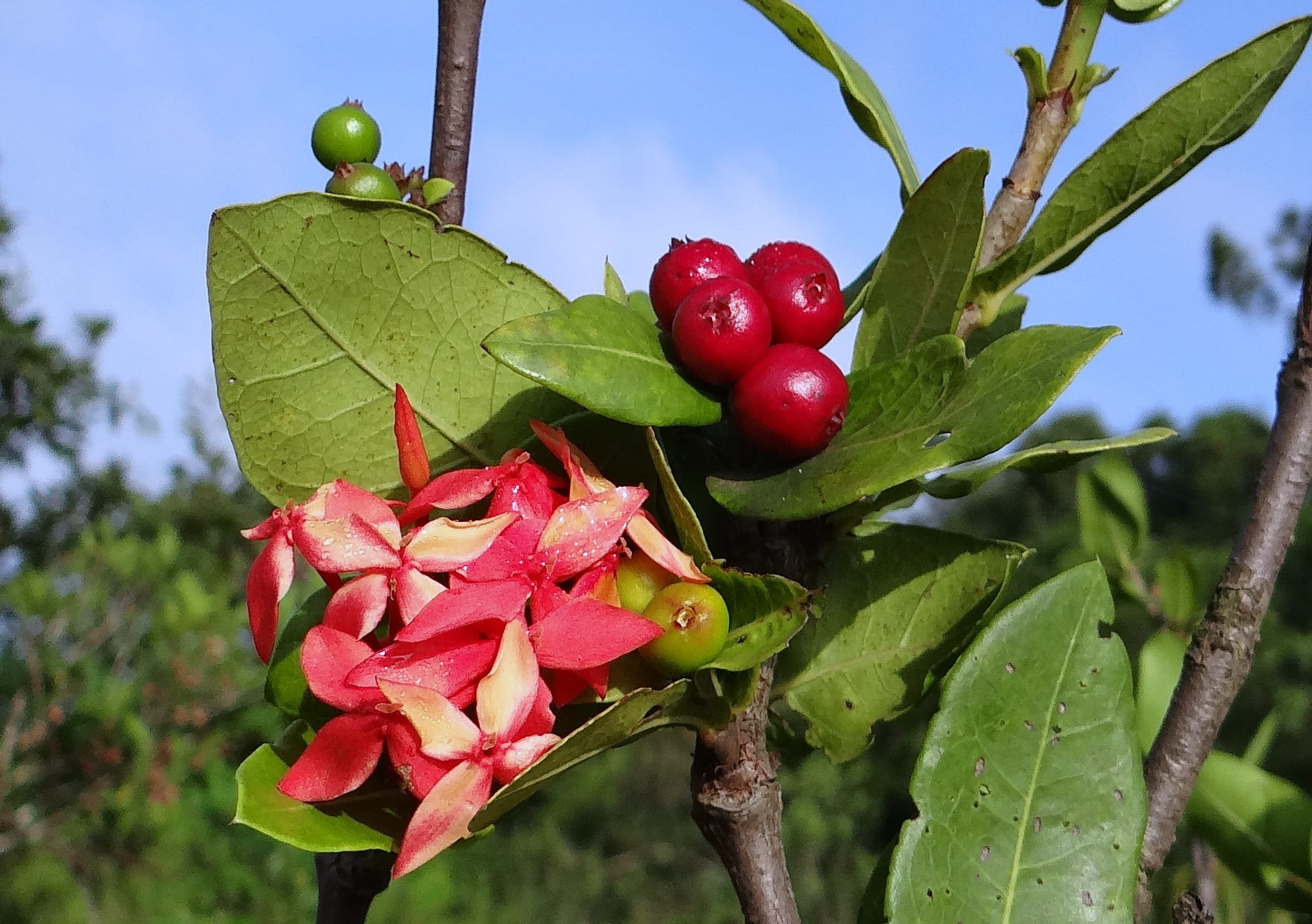 Wild, western ghats, outdoors, growth, rubiaceae, flame of the woods, wild ixora, flowering plant, Flower, green color, sunlight, red, freshness, focus on foreground, HD Wallpaper