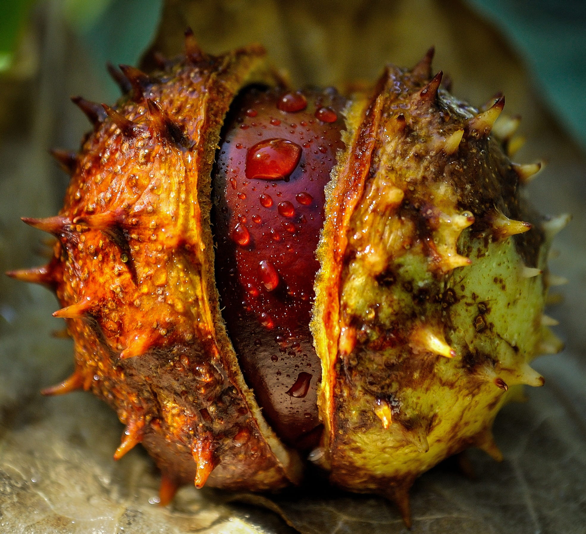 food and drink, autumn, focus on foreground, temptation, brown, barbecue, indulgence, seed, day, still life, close up photography, indoors, fall, freshness, HD Wallpaper