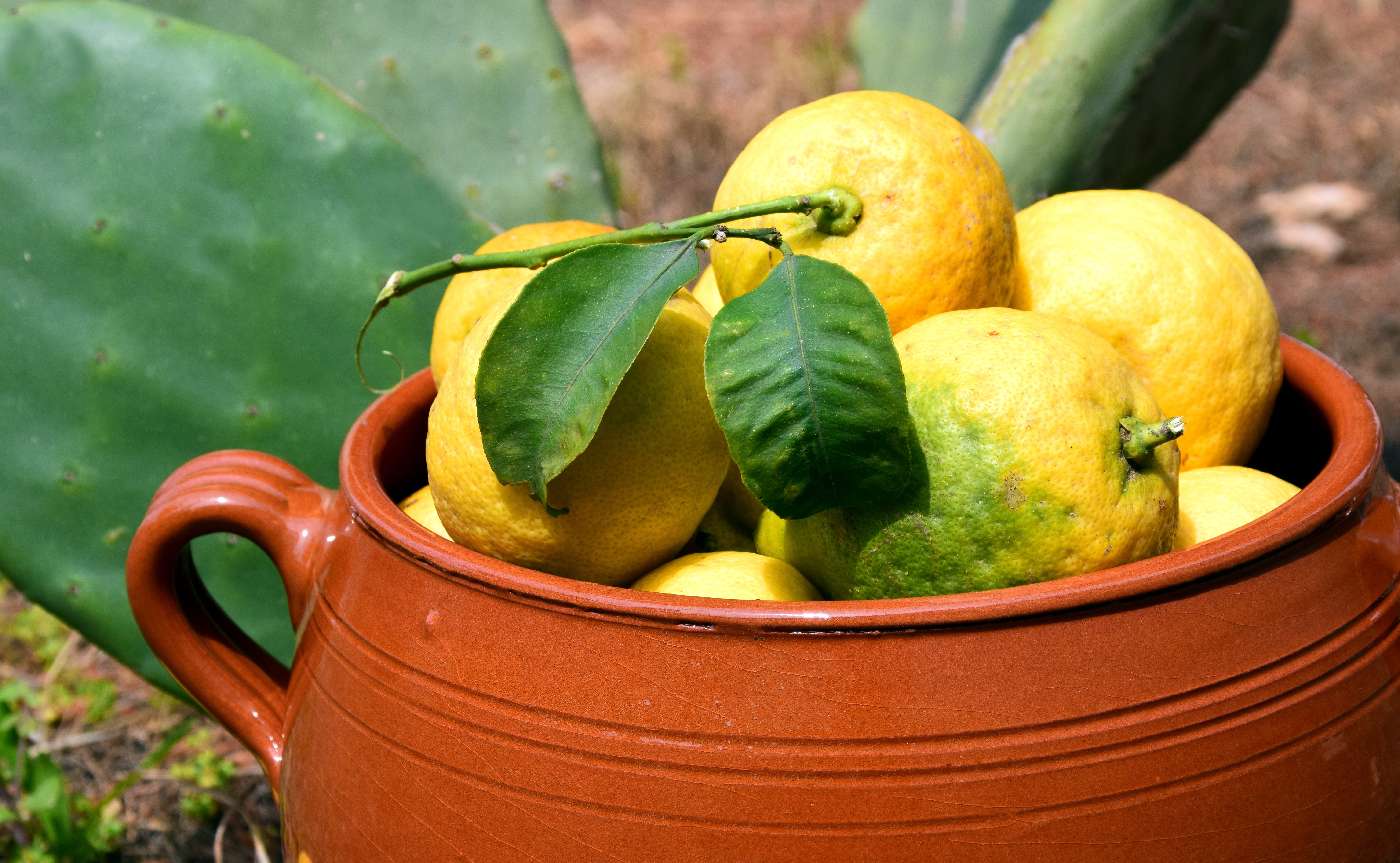 nature, container, plant part, frisch, fresh lemons, green color, no people, sour, mediterranean, vitamins, 5K, jar with lemons, southern europe, yellow, HD Wallpaper