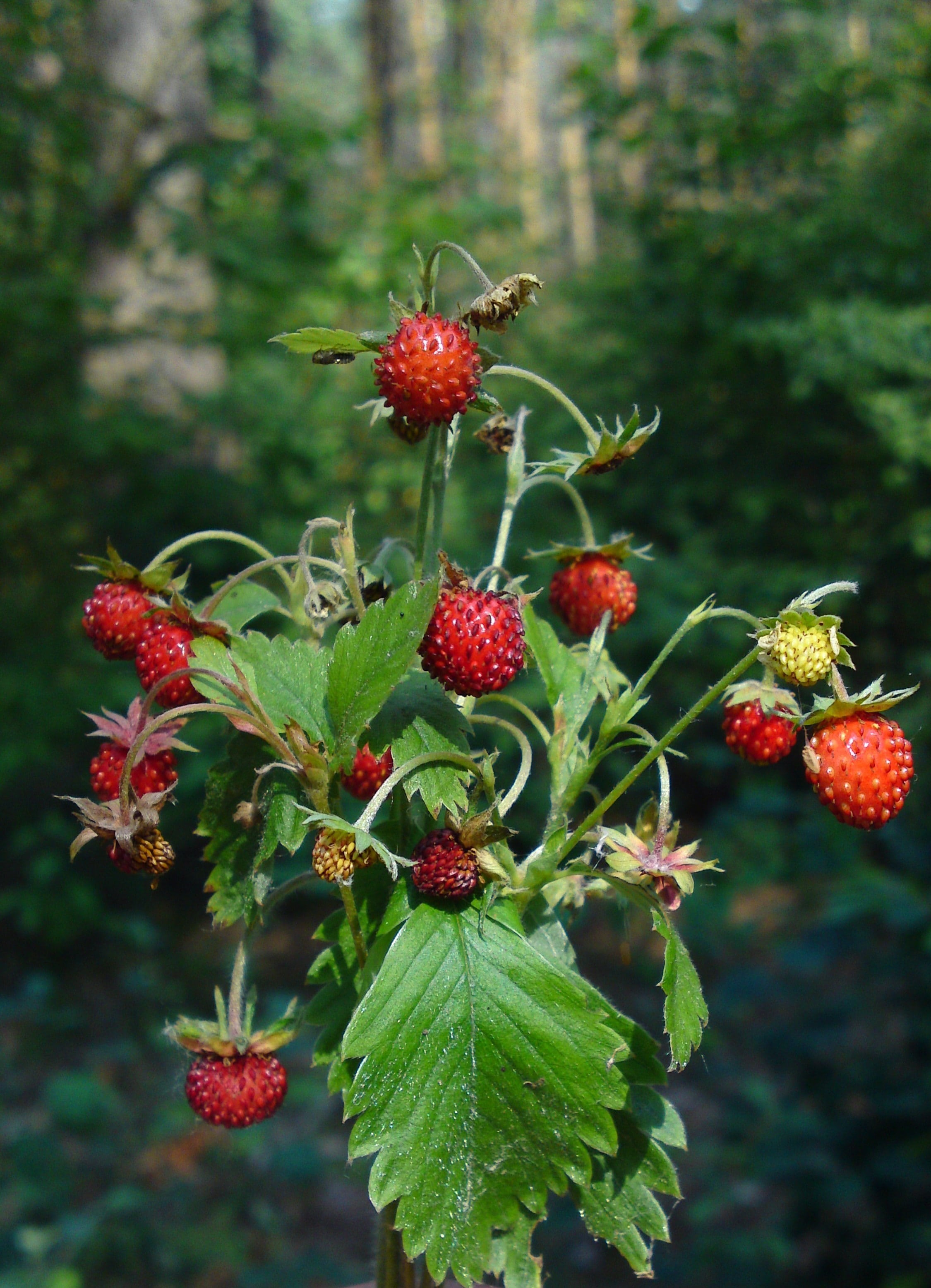 freshness, healthy eating, nature, ripe, beauty in nature, plant part, wild strawberry, lychee, day, food, strawberry, close, focus on foreground, growth, Phone HD Wallpaper