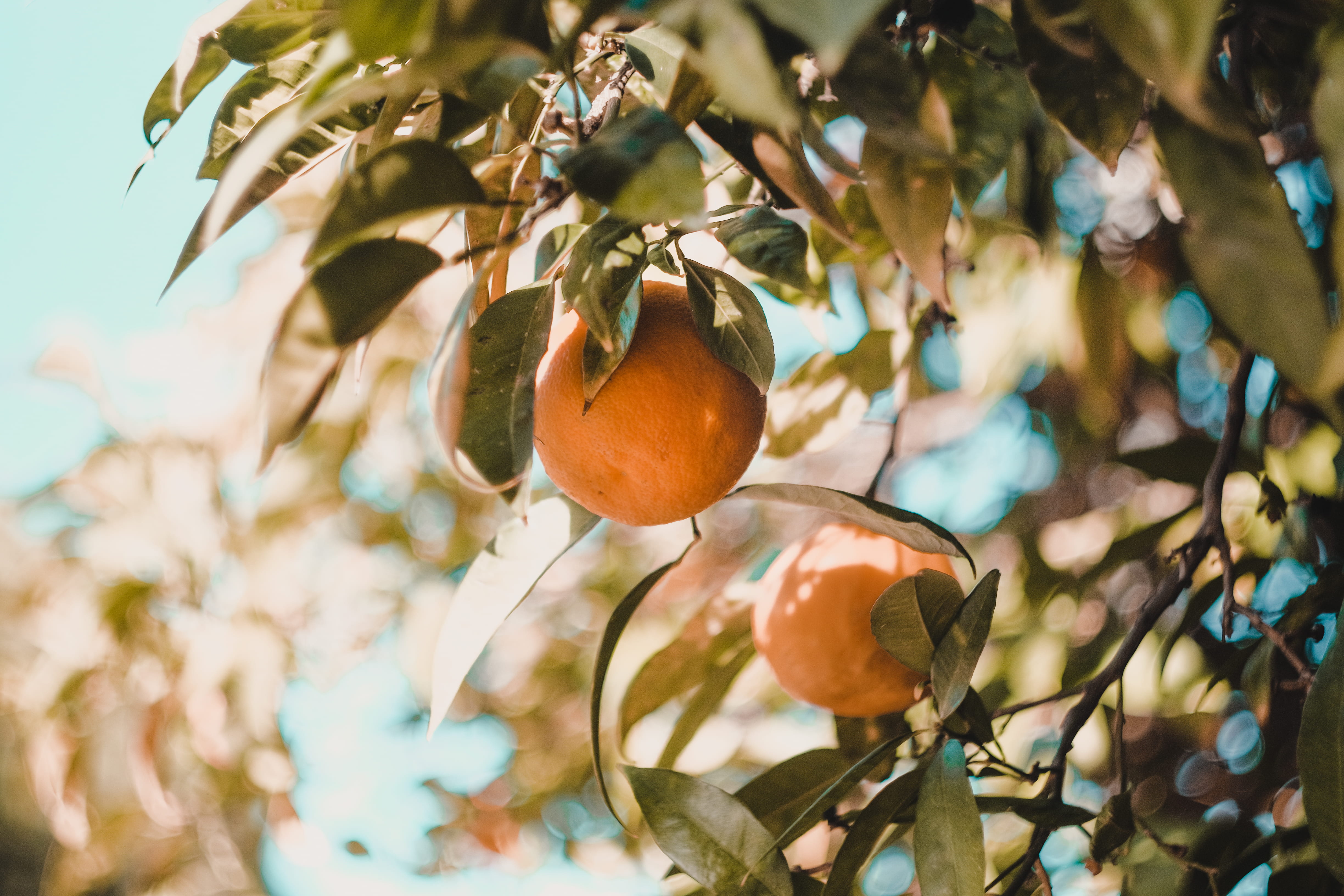 freshness, no people, outdoors, citrus fruit, photo, agriculture, food and drink, fruit tree, round, orange, 4K, focus on foreground, healthy eating, close, HD Wallpaper