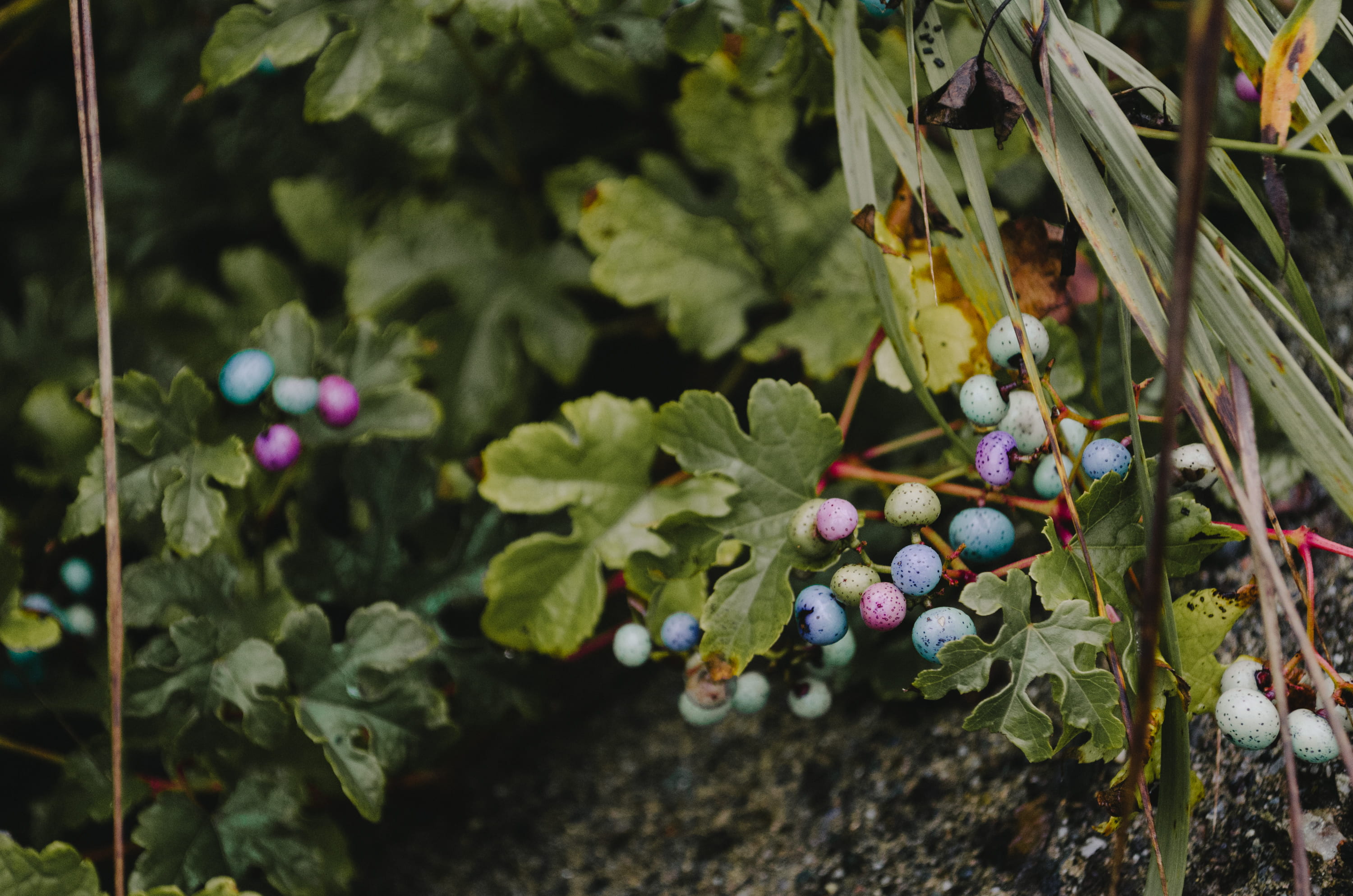 wellbeing, shallow, 2K, pink, vineyard, photography, plant part, fruit, outdoors, leaf, green, healthy eating, forest, freshness, food and drink, focus, HD Wallpaper