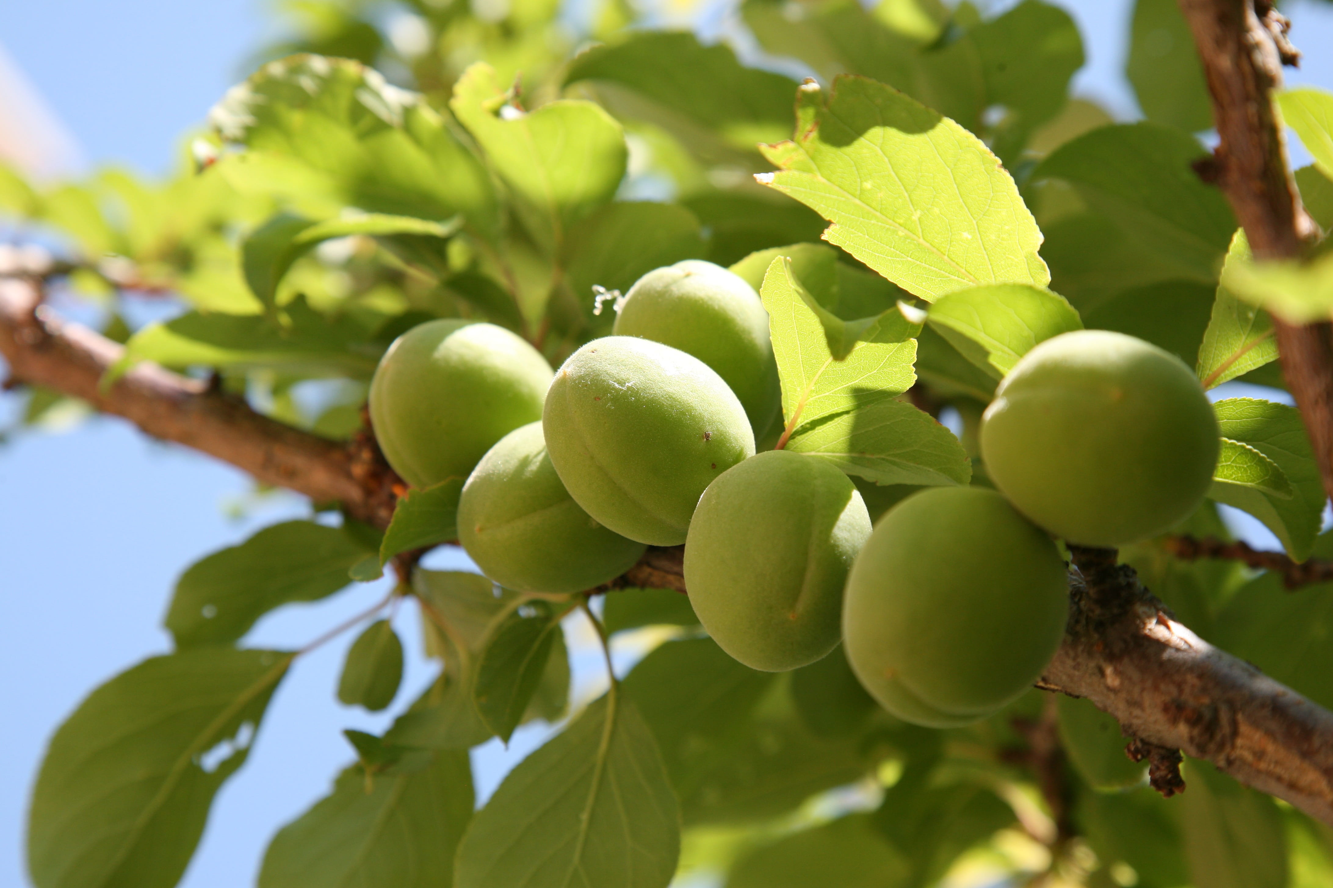 Apricot, plant, 4K, tree, nature, healthy eating, branch, growth, fruit tree, day, wellbeing, food and drink, Peach, freshness, food, green, agriculture, HD Wallpaper
