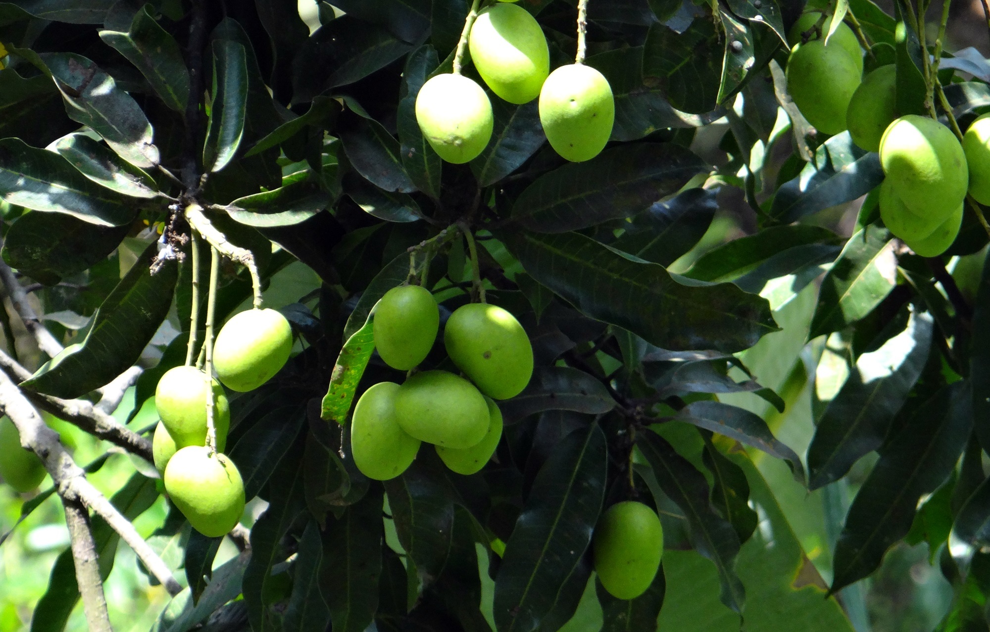 wellbeing, western ghats, 1080P, ripe, green, tree, green color, nature, wild mango, day, india, forest, plant, freshness, bunch, branch, food, hanging, HD Wallpaper