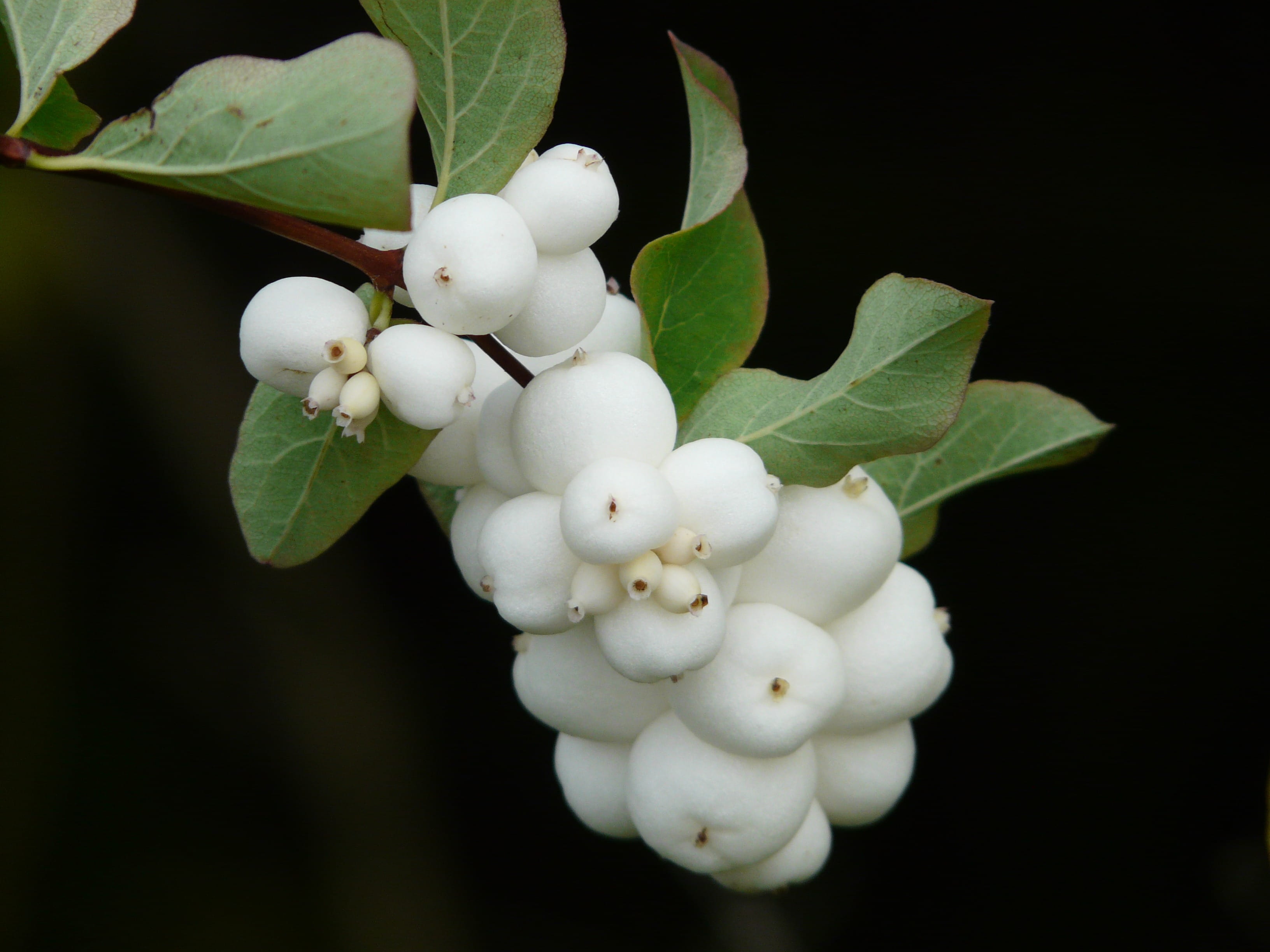 Bush, snowberry albus, food and drink, freshness, white, no people, 2K, beauty in nature, nature, Ordinary, photo, flower head, ordinary schneebeere, vulnerability, HD Wallpaper