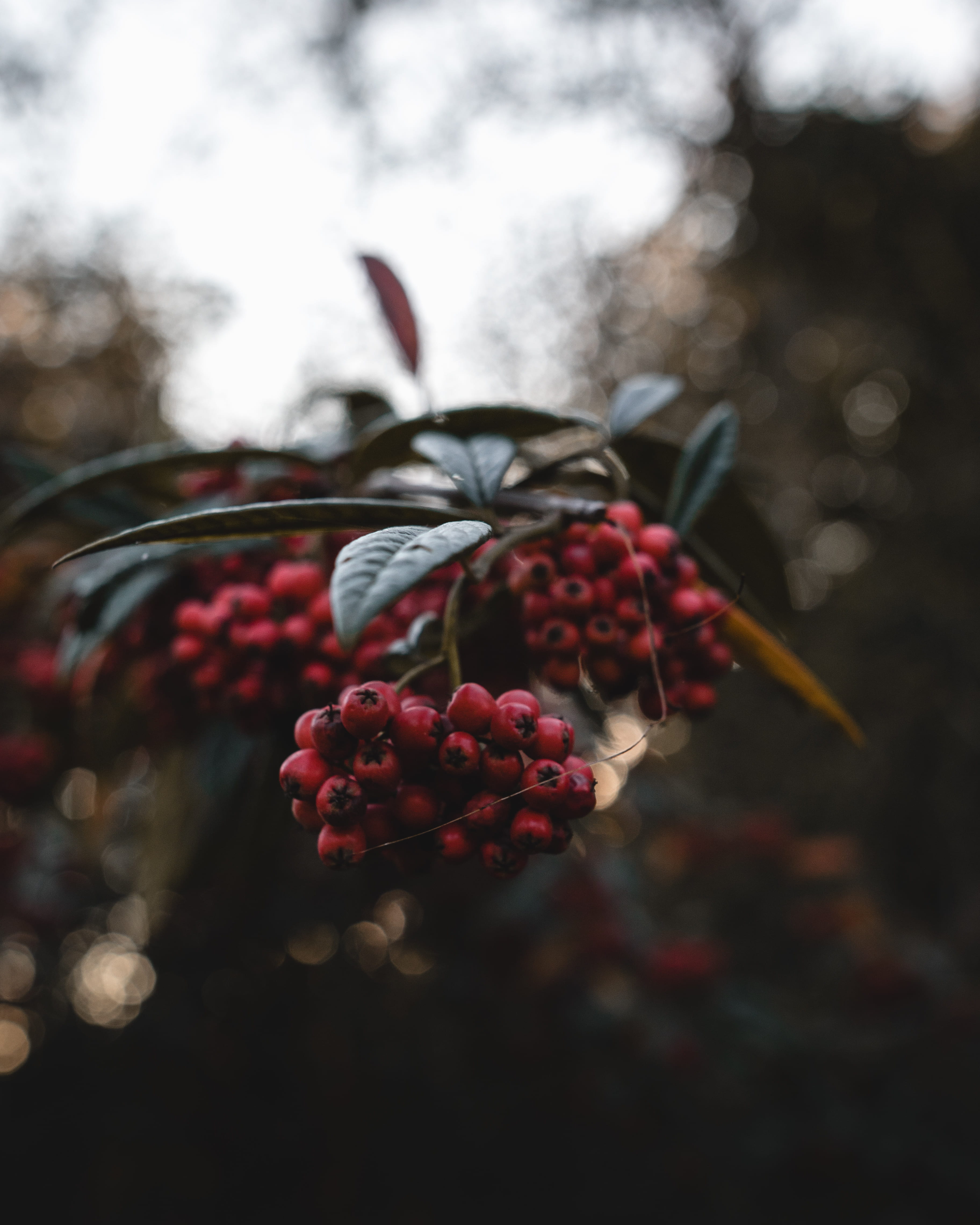 food and drink, 4K, fragility, vulnerability, bokeh, holly, freshness, close-up, nature, rowanberry, focus on foreground, red, selective, no people, photography, Phone HD Wallpaper