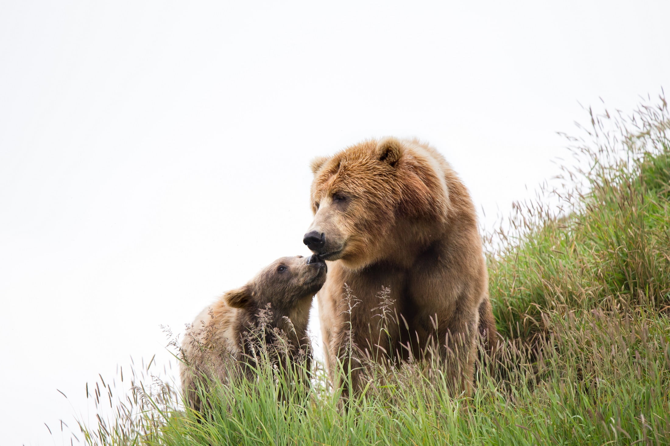 nature, field, outdoors, animal themes, bear, animals in the wild, cub, mammal, plant, day, wildlife, one animal, animal family, wild, green, animal wildlife, HD Wallpaper