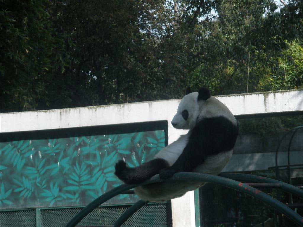 hangin, hd, Climbs, Black, white, art, animals, panda, Junglejim, bear, bears, 480P, HD Wallpaper