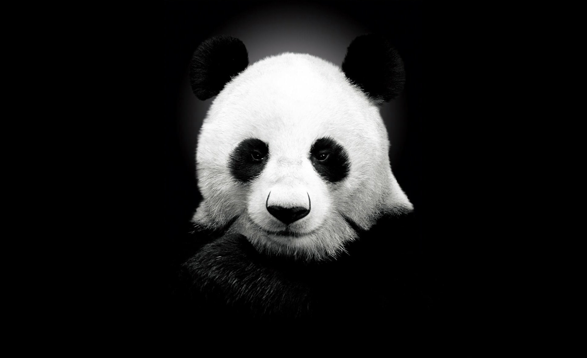 mammal, studio shot, endangered species, Wild, Black, white, giant panda, looking at camera, portrait, Animal, no people, animal wildlife, one animal, animal body part, HD Wallpaper