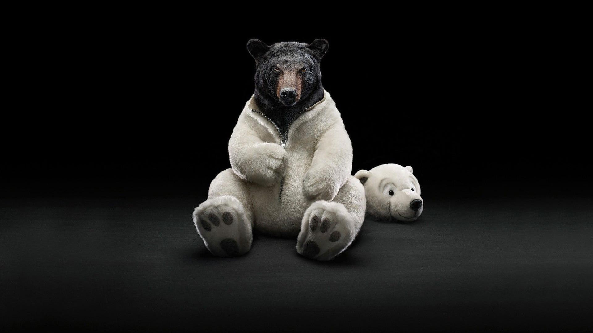funny, Bear Funny, 1080P, bear, HD Wallpaper