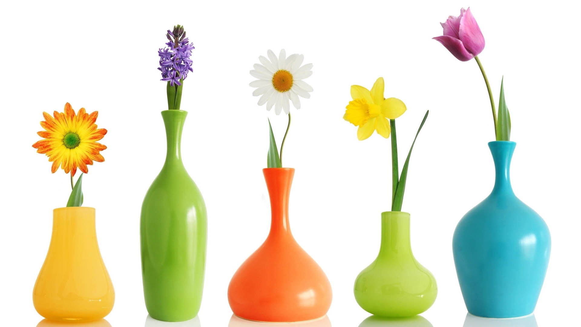 gift, petal, multi Colored, colors, arrangement, purple, tulip, nature, flower Head, beauty in nature, shape, indoors, single Object, white Background, HD Wallpaper