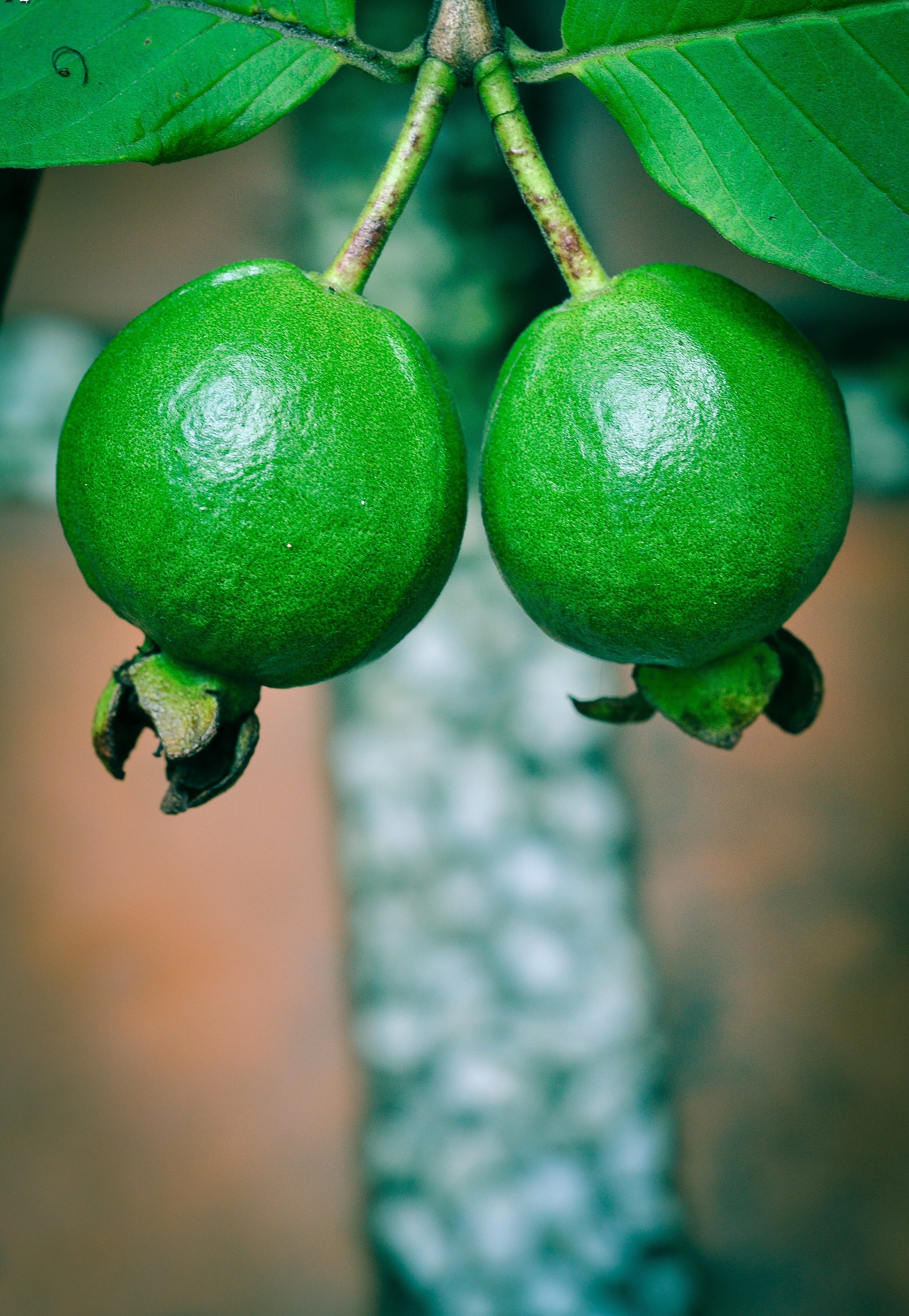 wellbeing, nutrition, limb, nutritious, 4K, garden, yellow, food and drink, natural, cut, koetjape, sour, jelly, healthy, sentul, outdoors, thai, beauty in nature, Phone HD Wallpaper