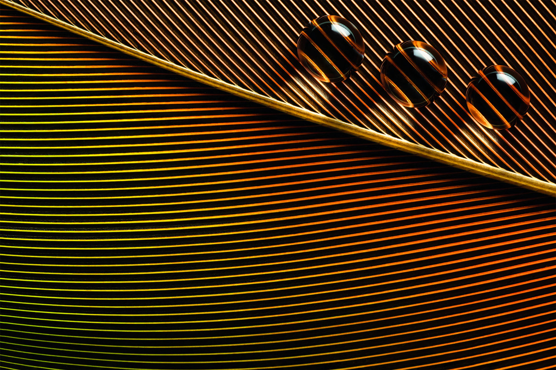 water drops, 1080P, leaves, macro, shadow, Bruno Militelli, closeup, lines, photography, HD Wallpaper