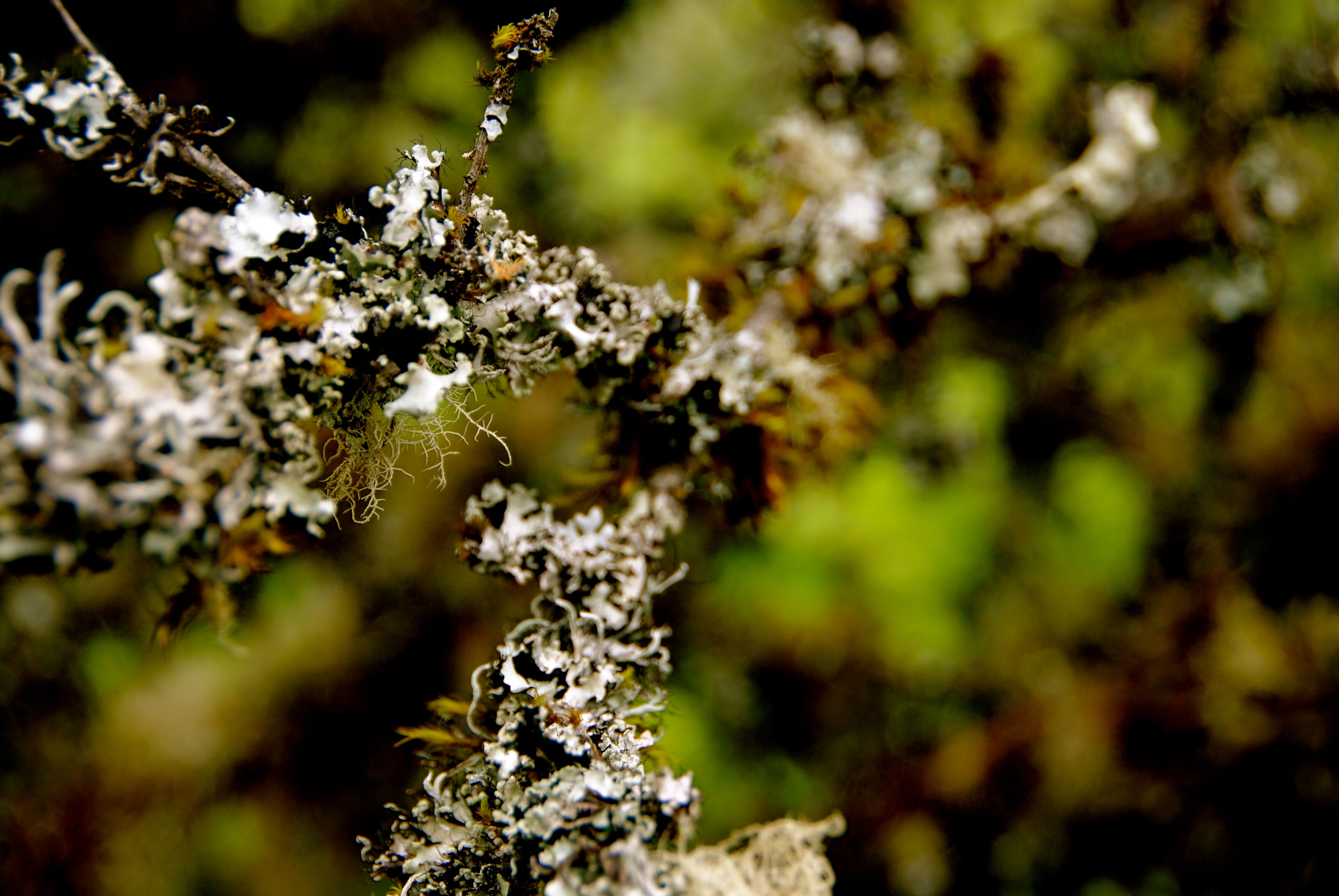 winter, 4K, moss, outdoors, selective focus, nature, trail, united states, hike, lichen, no people, brisbane, day, branches, cold temperature, land, growth, HD Wallpaper