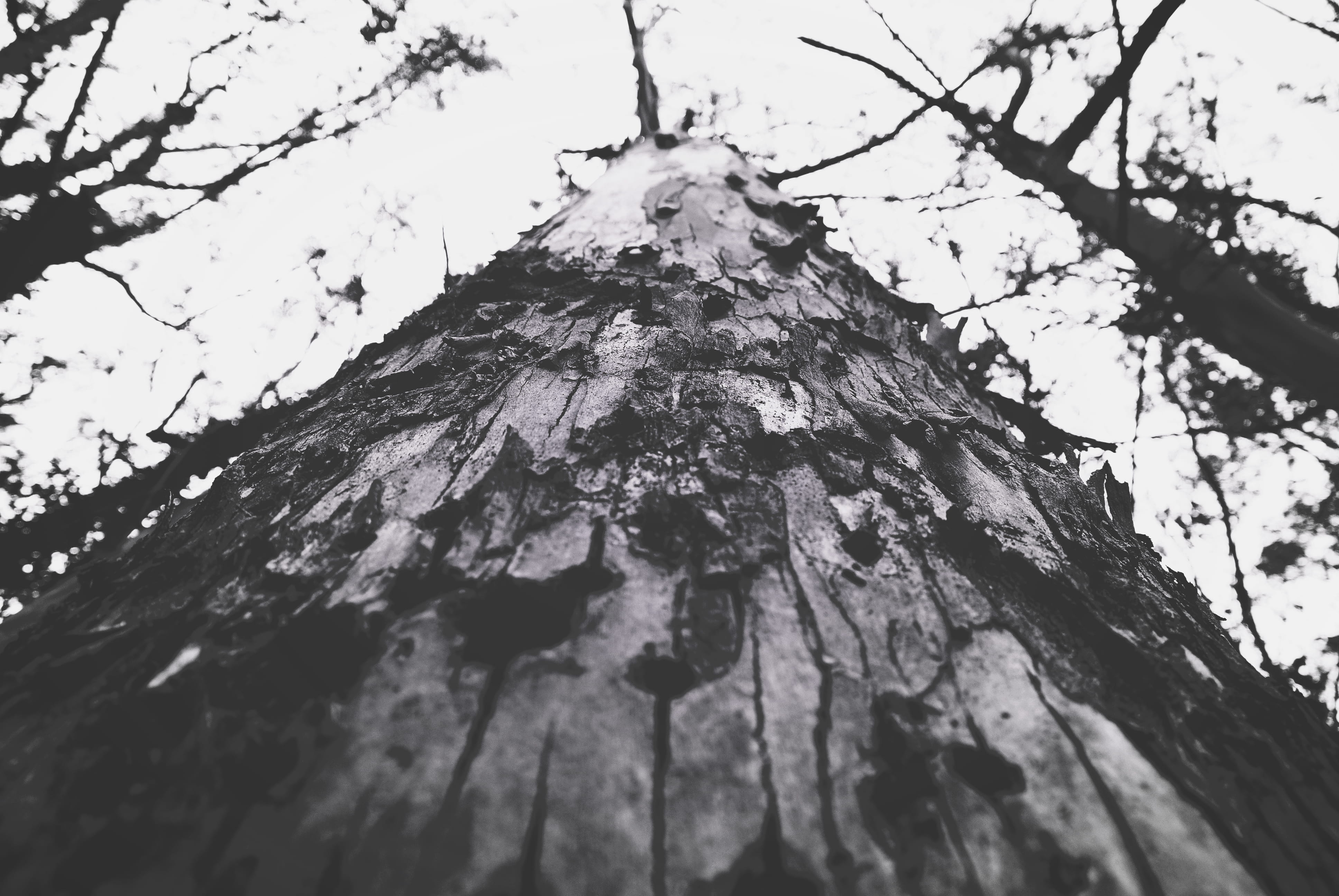 outdoors, 4K, day, growth, directly below, nature, low angle view, brisbane, trees, branch, beautiful, no people, black and white, trunk, clear sky, textured, HD Wallpaper