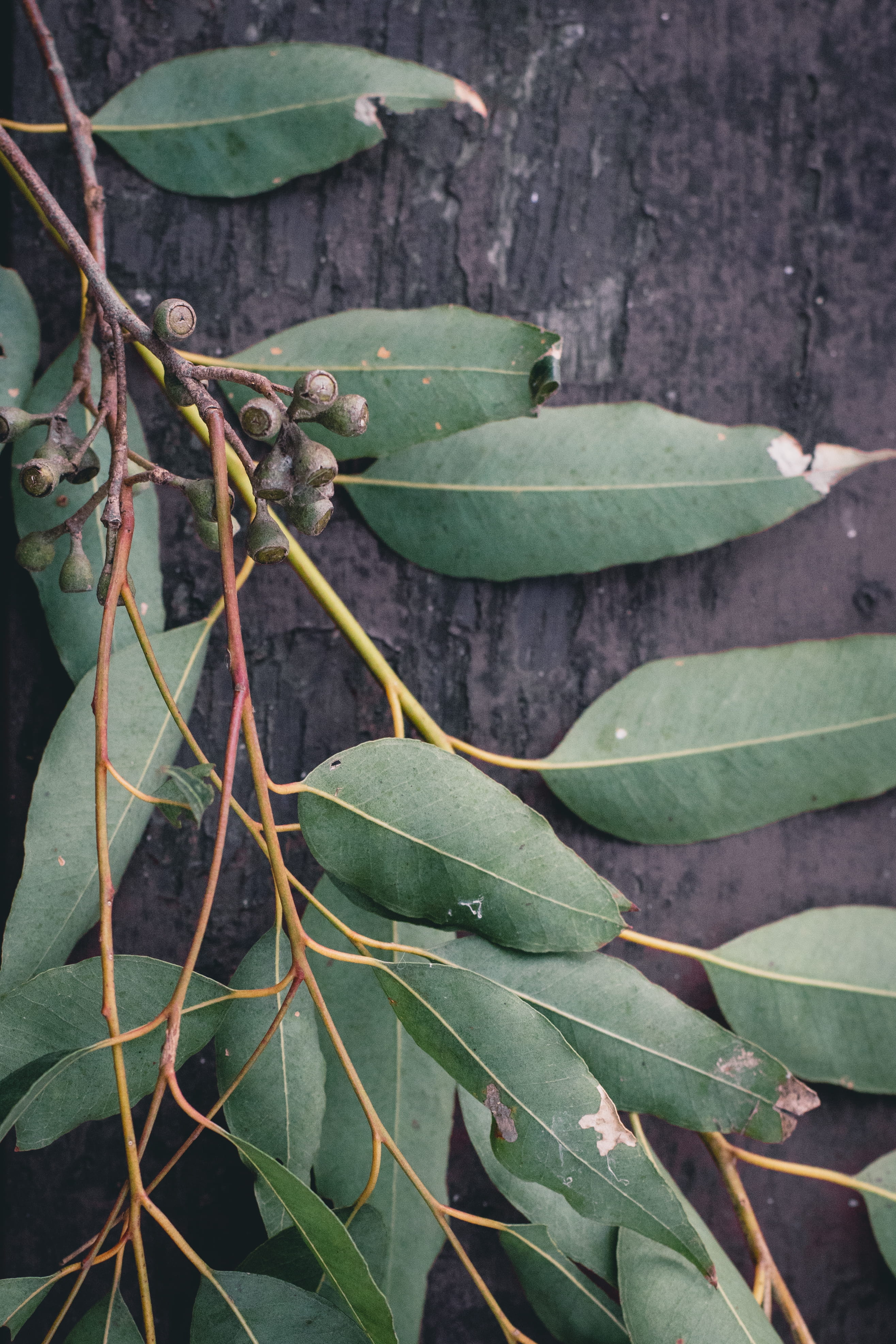 nature, healthy eating, close-up, gum nut, eucalyptus, food, branch, leaf, beauty in nature, plant stem, 4K, plant, freshness, no people, plant part, trees, Phone HD Wallpaper