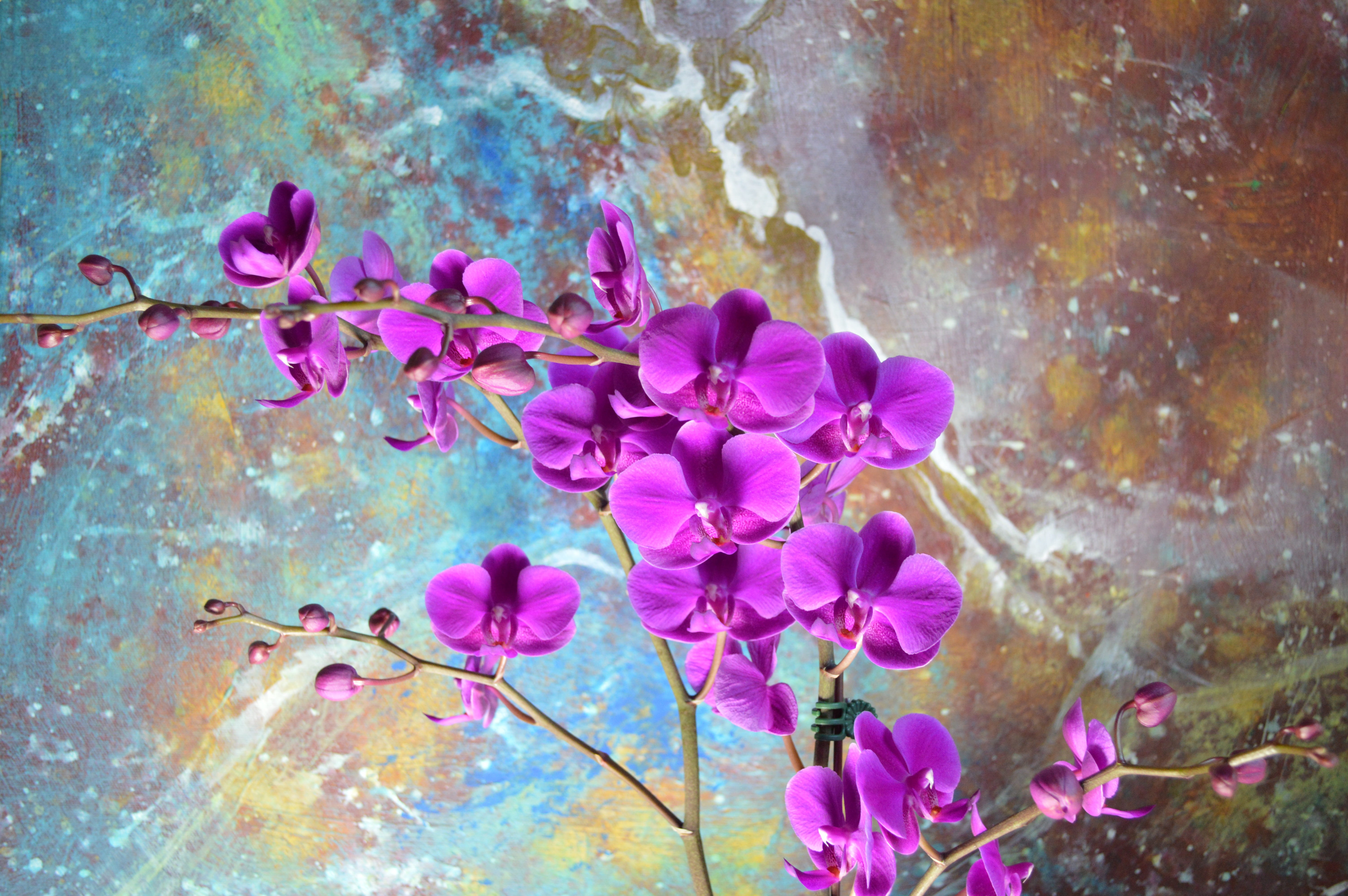 elegant, phalaenopsis, Orchid, freshness, outdoors, bloom, floral, art, bright, focus, close-up, growth, natural, blooming, branch, purple, Painting, 5K, HD Wallpaper