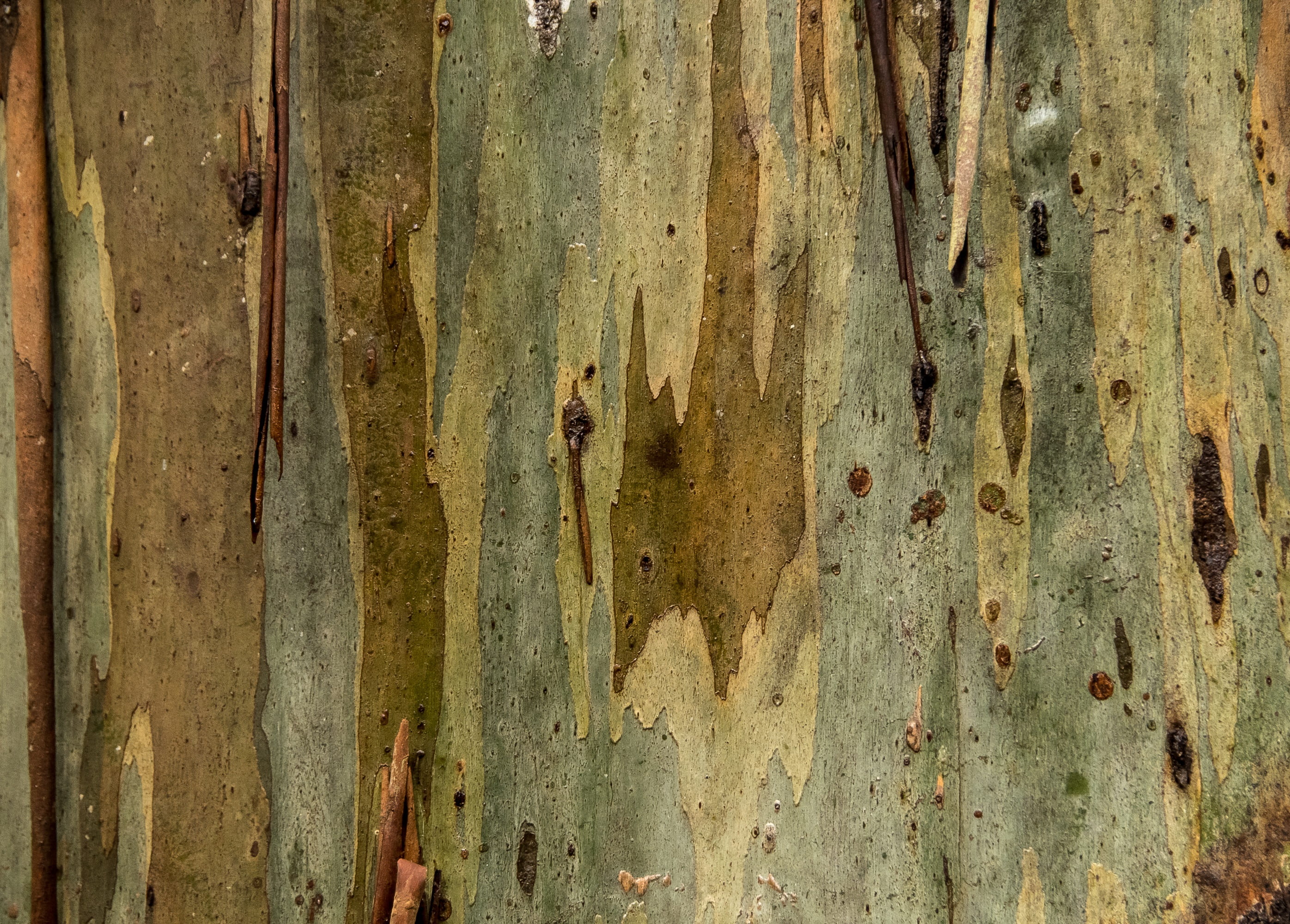 tree trunk, plant, nature, full frame, pattern, wall - building feature, eucalypt, weathered, damaged, texture, peeling, decline, close-up, no people, bark, HD Wallpaper