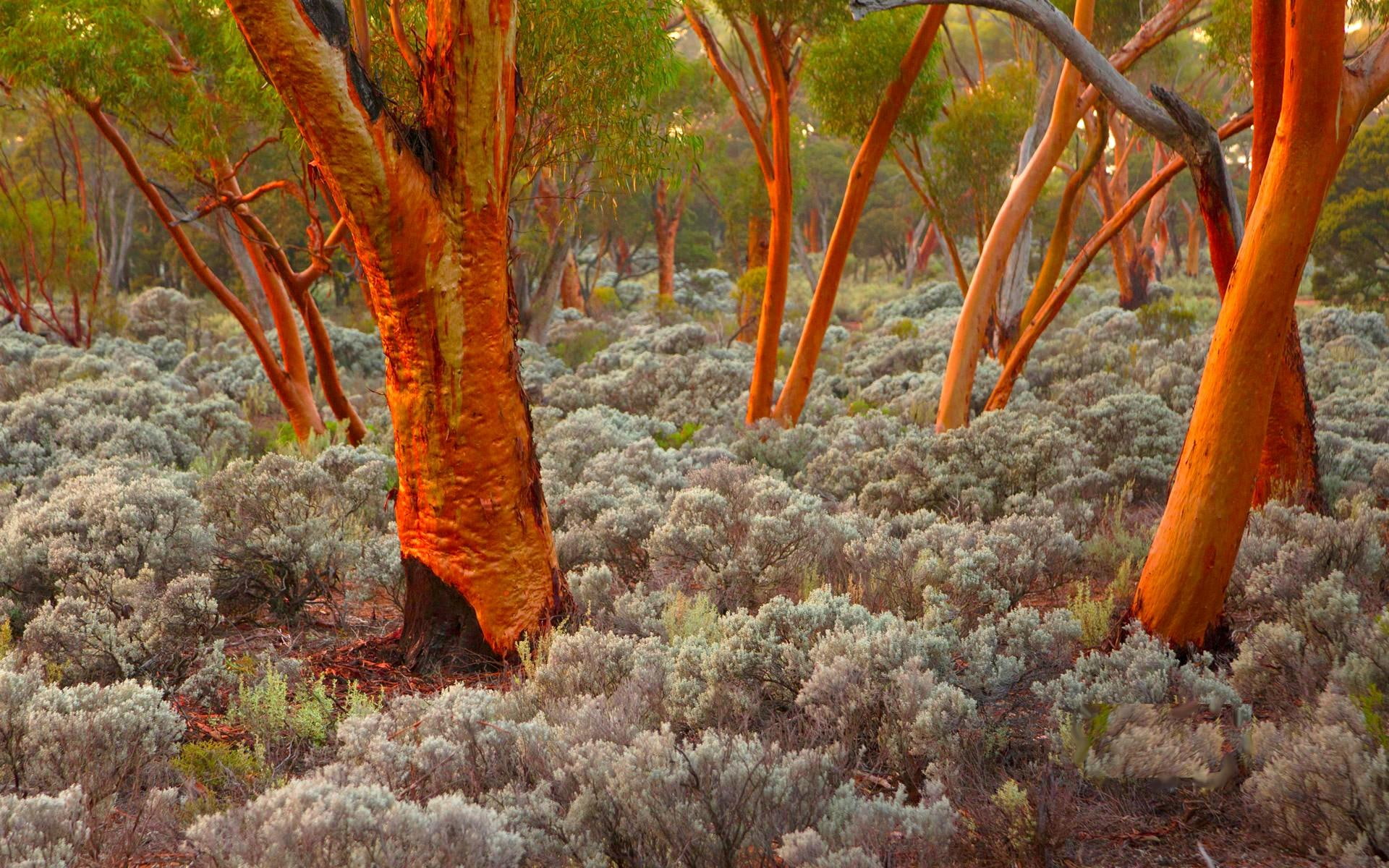 trees, nature and landscapes, eucalyptus, australia, 1080P, nature, HD Wallpaper
