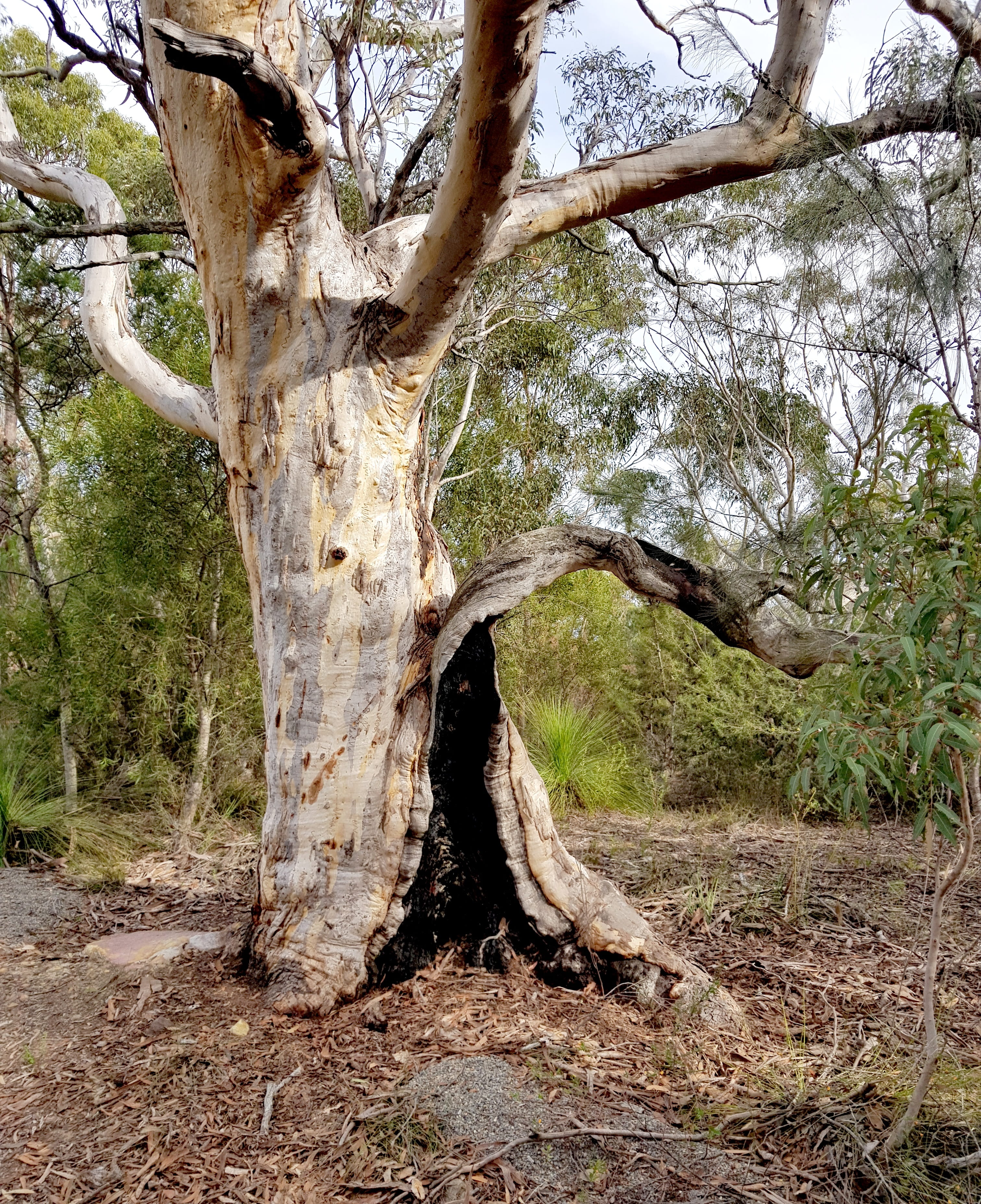 bare tree, branch, no people, field, growth, forest, gum, plant, 2K, outdoor, bush, trunk, gumtree, root, outdoors, landscape, aussie, eucalypt, australia, Phone HD Wallpaper