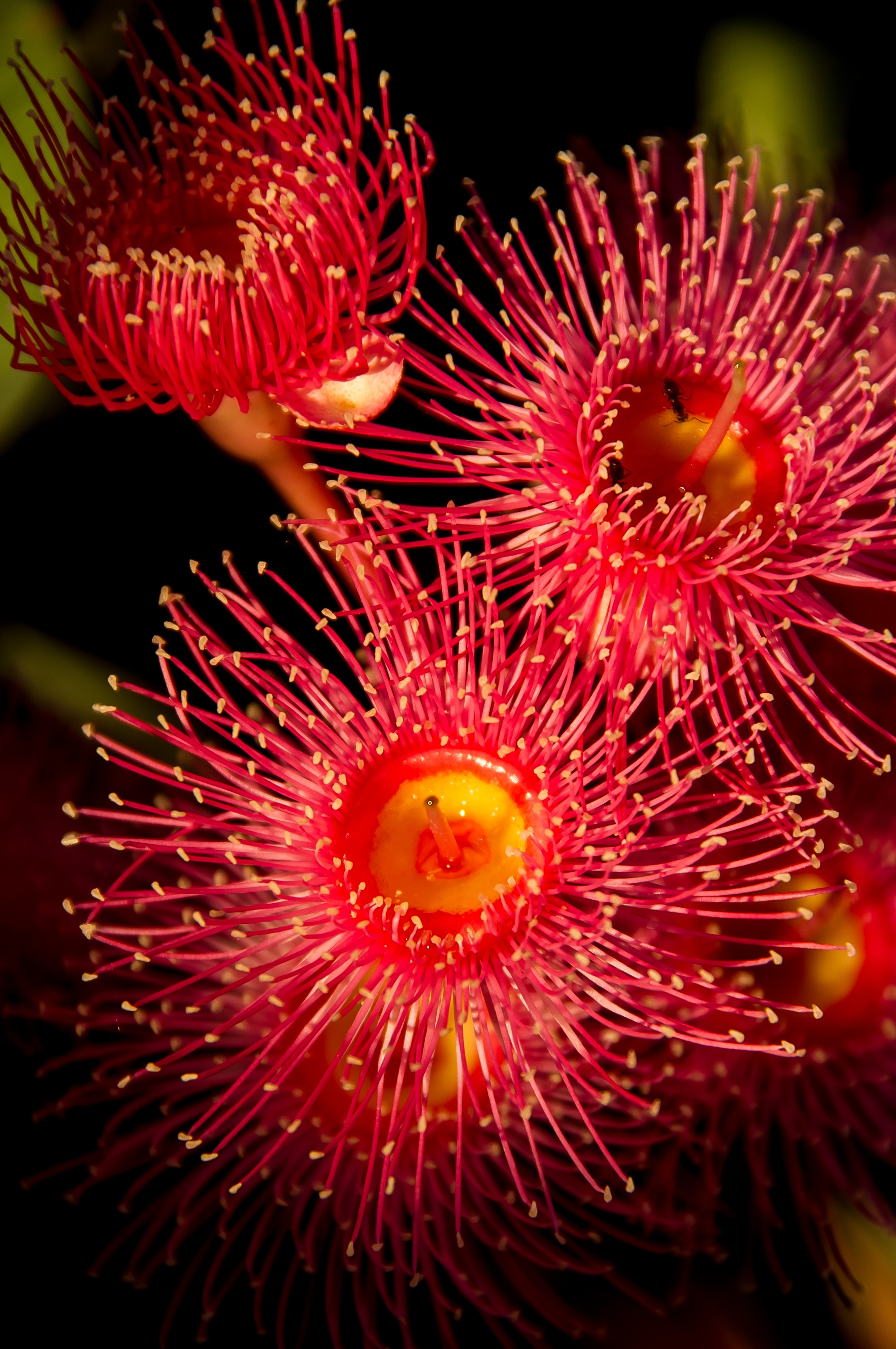 red, orange color, australian, animal, tree, animals in the wild, pink, freshness, gum tree, close-up, animal themes, nature, sea life, underwater, 2K, Phone HD Wallpaper