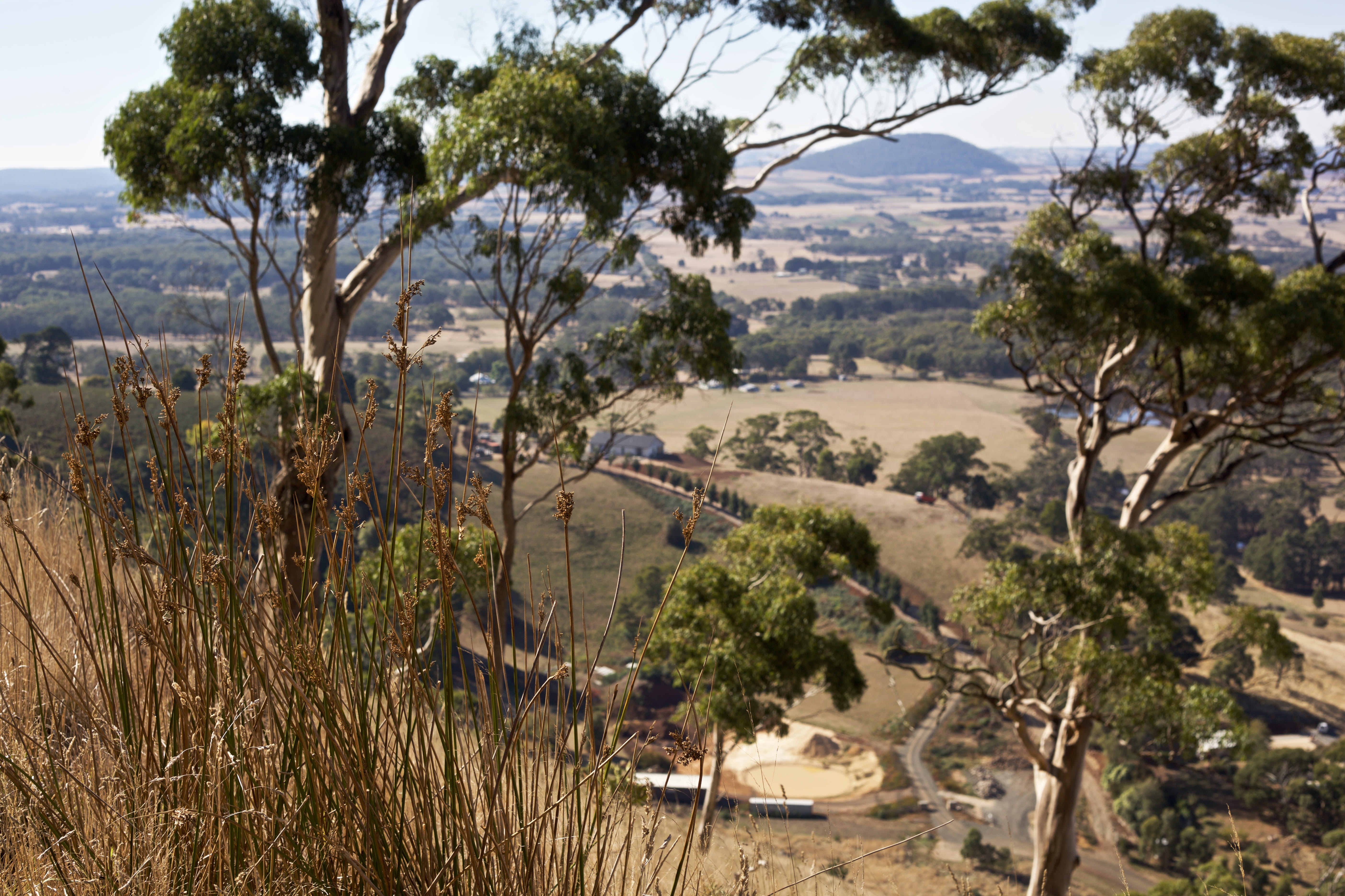 beauty in nature, day, ballarat, growth, scenics - nature, land, gum tree, 5K, bush, lake, high angle view, nature, water, plant, no people, gum trees, HD Wallpaper