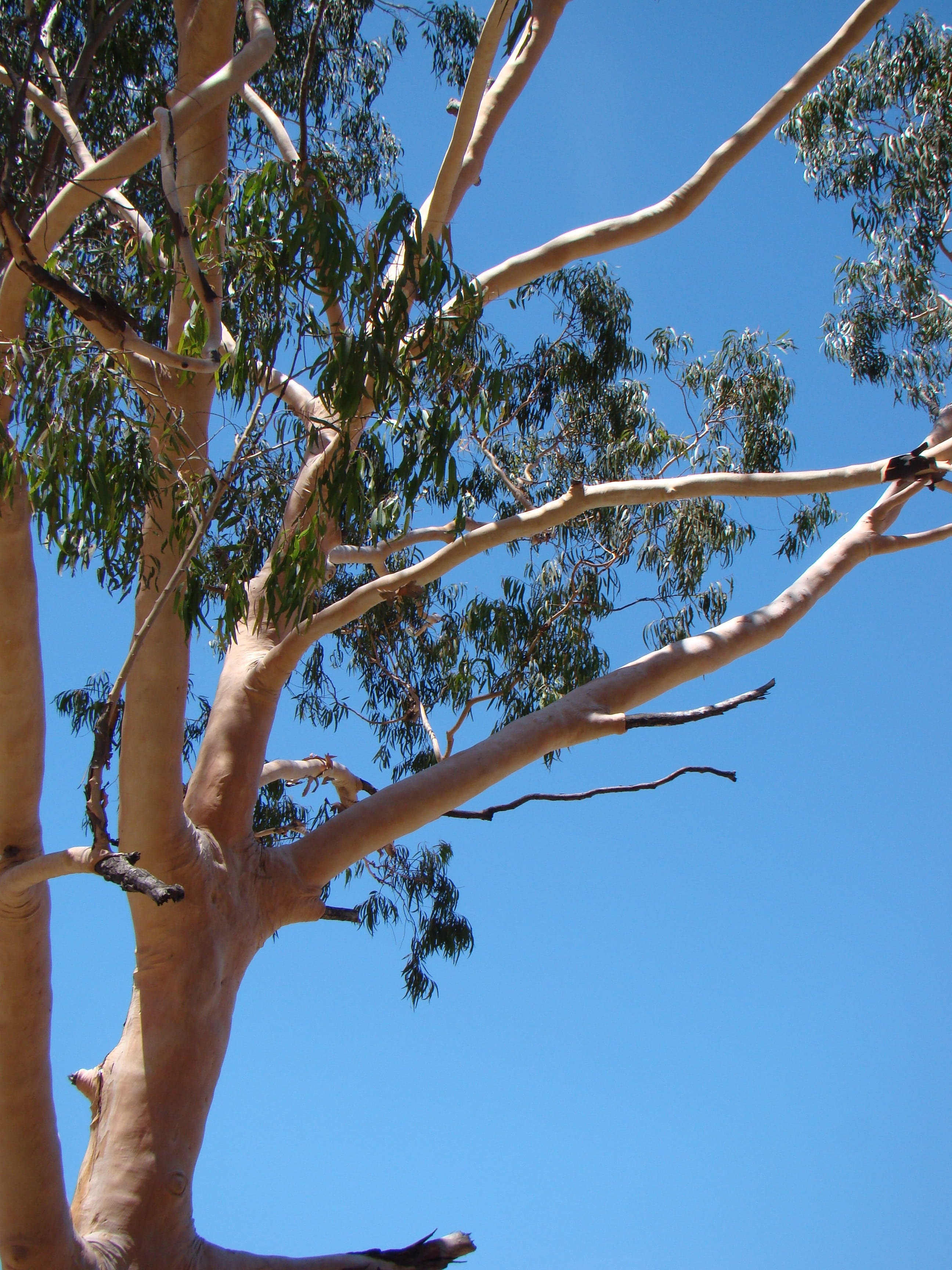 nature, Australia, plant, flora, branch, human arm, blue, eucalypt, no people, day, growth, sunny, tranquility, native, sky, sunlight, clear sky, trunk, Phone HD Wallpaper