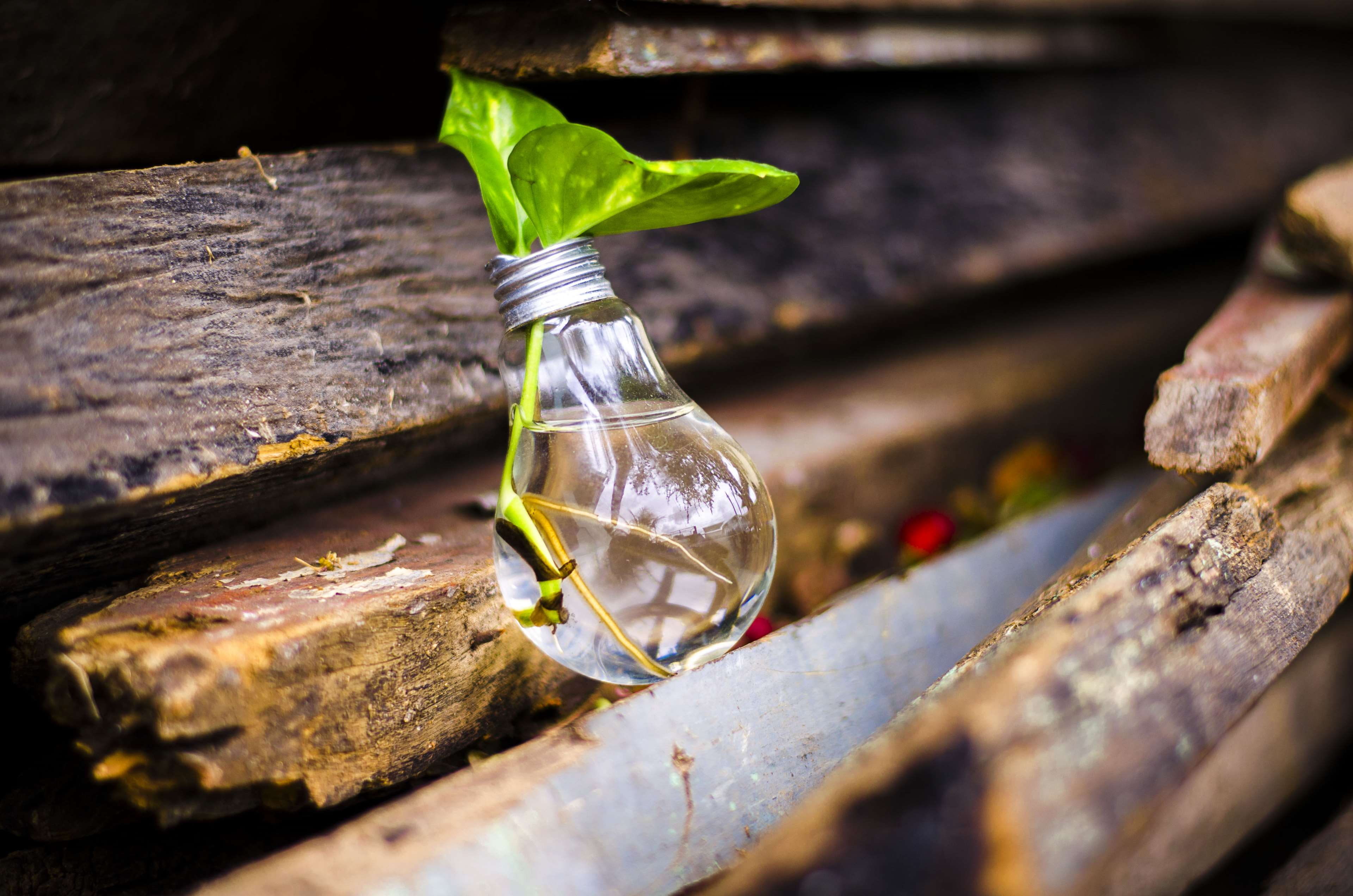 high angle view, water, glass - material, wood, close-up, plant part, no people, innovation, wood - material, nature, bulb, freshness, light bulb, day, HD Wallpaper