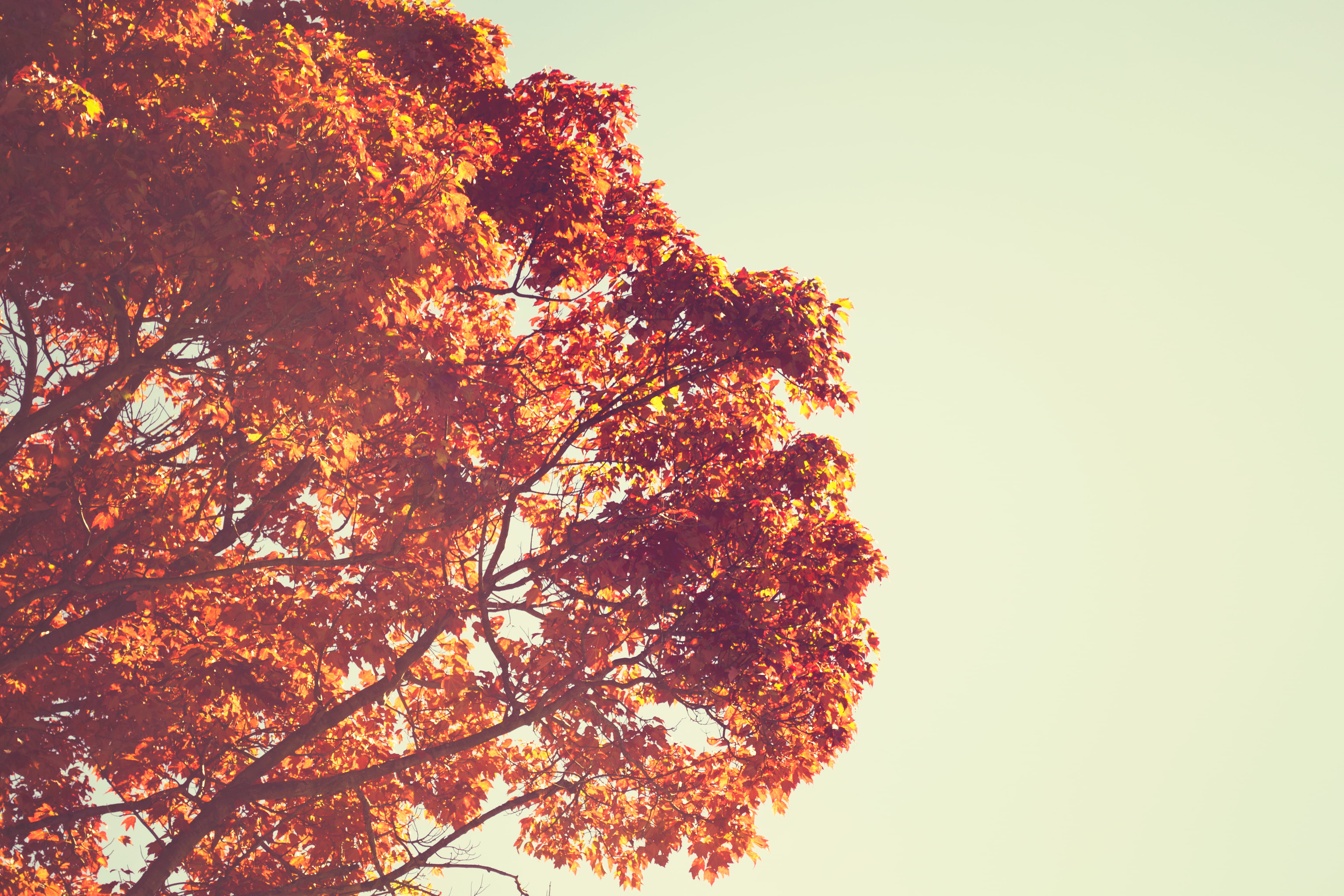 sunlight, natural condition, change, Fall, plant, copy space, tranquility, backgrounds, forest, no people, low angle view, vintage, growth, orange color, HD Wallpaper