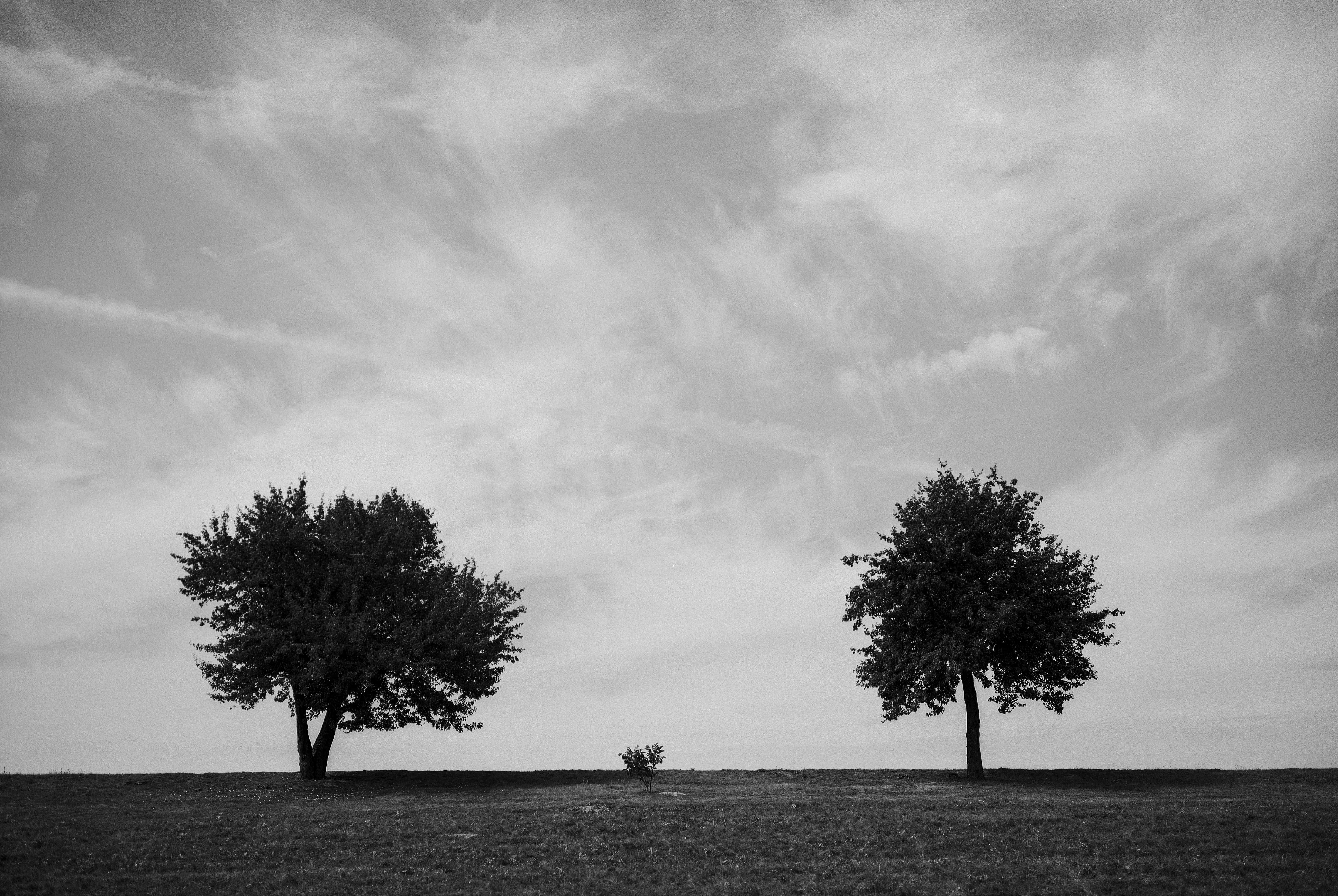 leaf, minimal, photo, black, scenics - nature, silhouette, field, sky, season, nature, horizon over land, trees, 5K, land, cloud - sky, tranquility, grass, HD Wallpaper