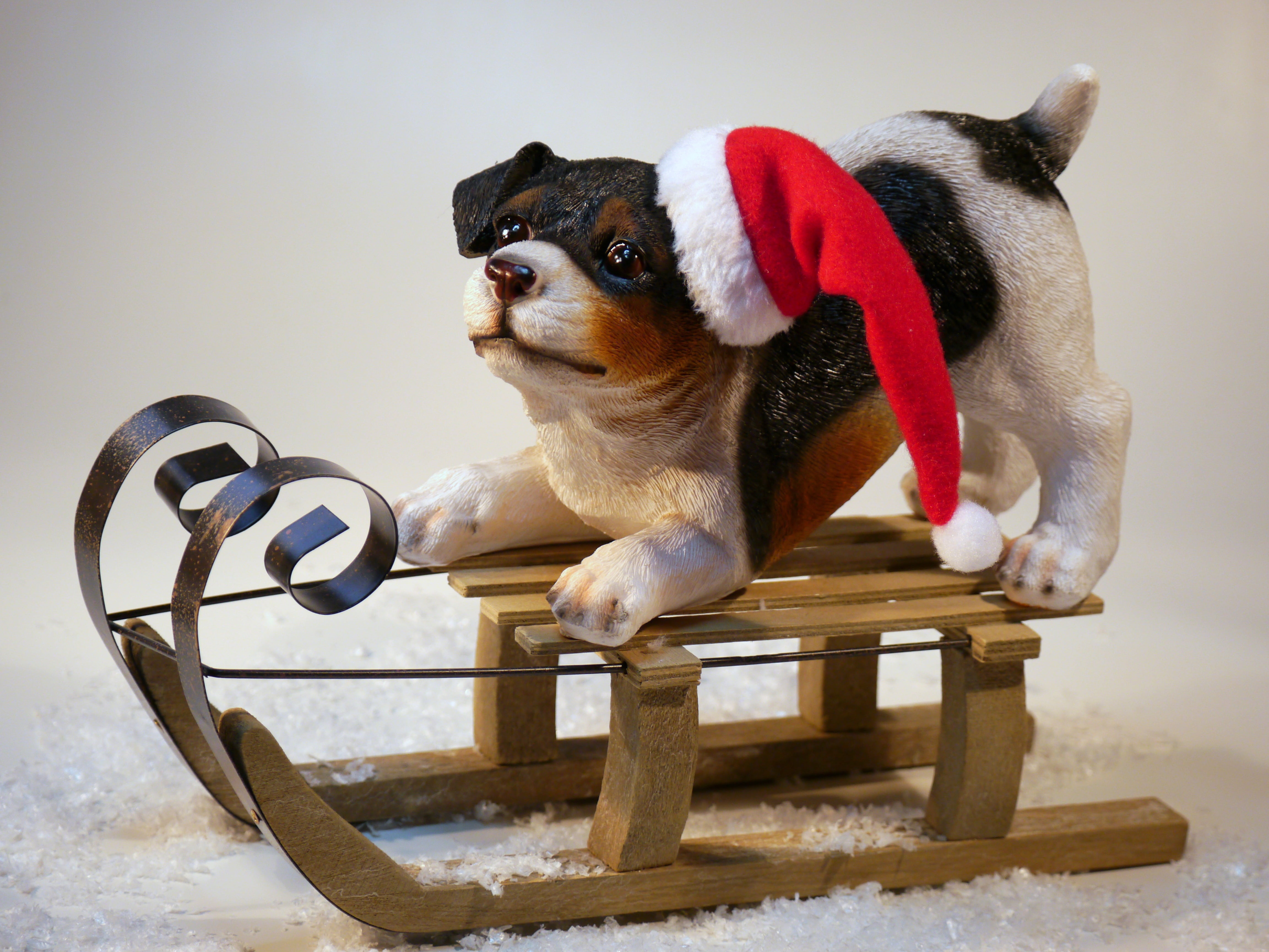christmas, indoors, dog, black, one animal, love, vertebrate, decor, winter, animal world, christmas dog, top, chihuahua - dog, santa claus, fun, ceramic, HD Wallpaper