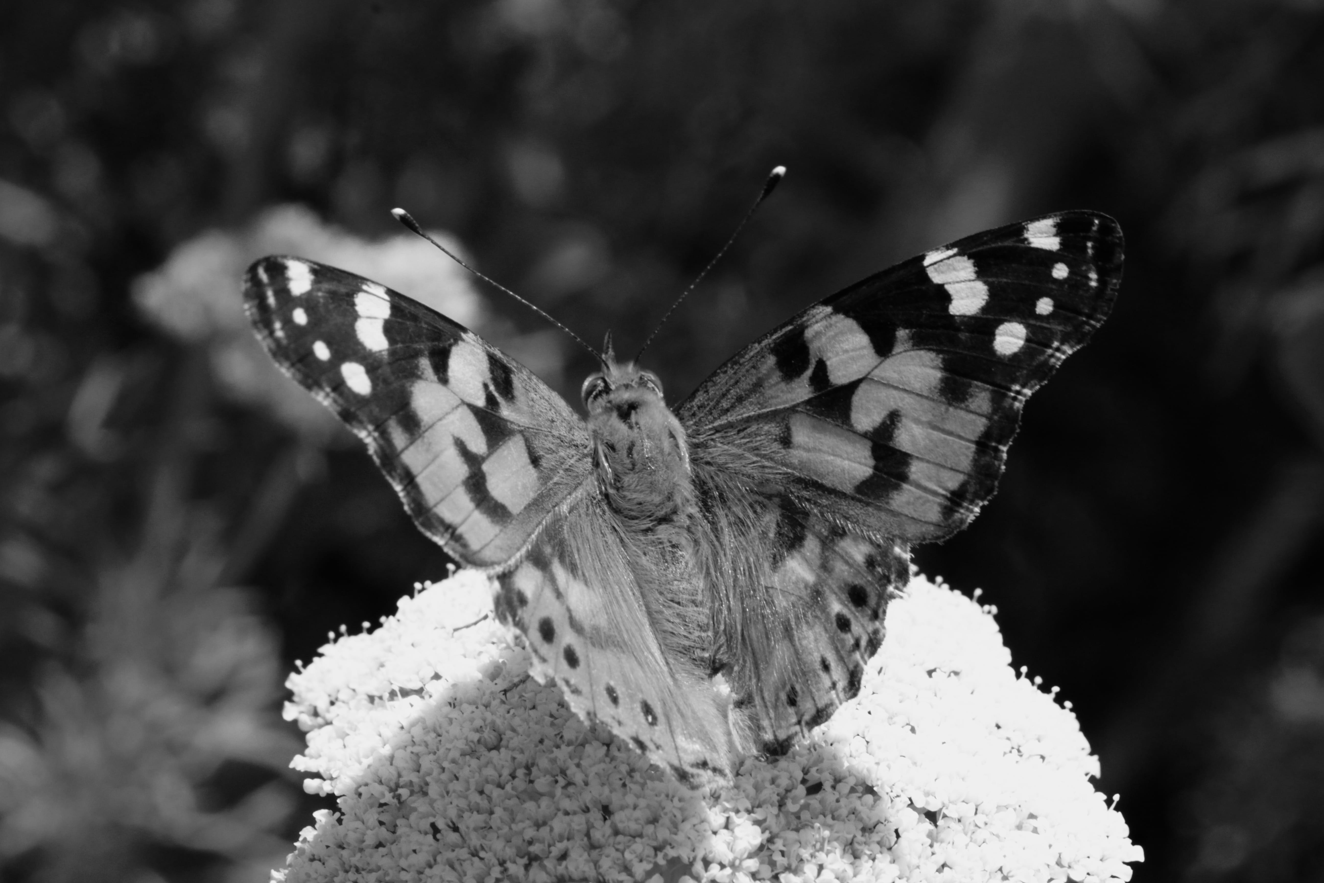 photo, bird, one animal, gray, day, spider, butterfly - insect, apiaceae, beauty in nature, animal themes, arachnid, asilidae, animal wing, focus on foreground, HD Wallpaper