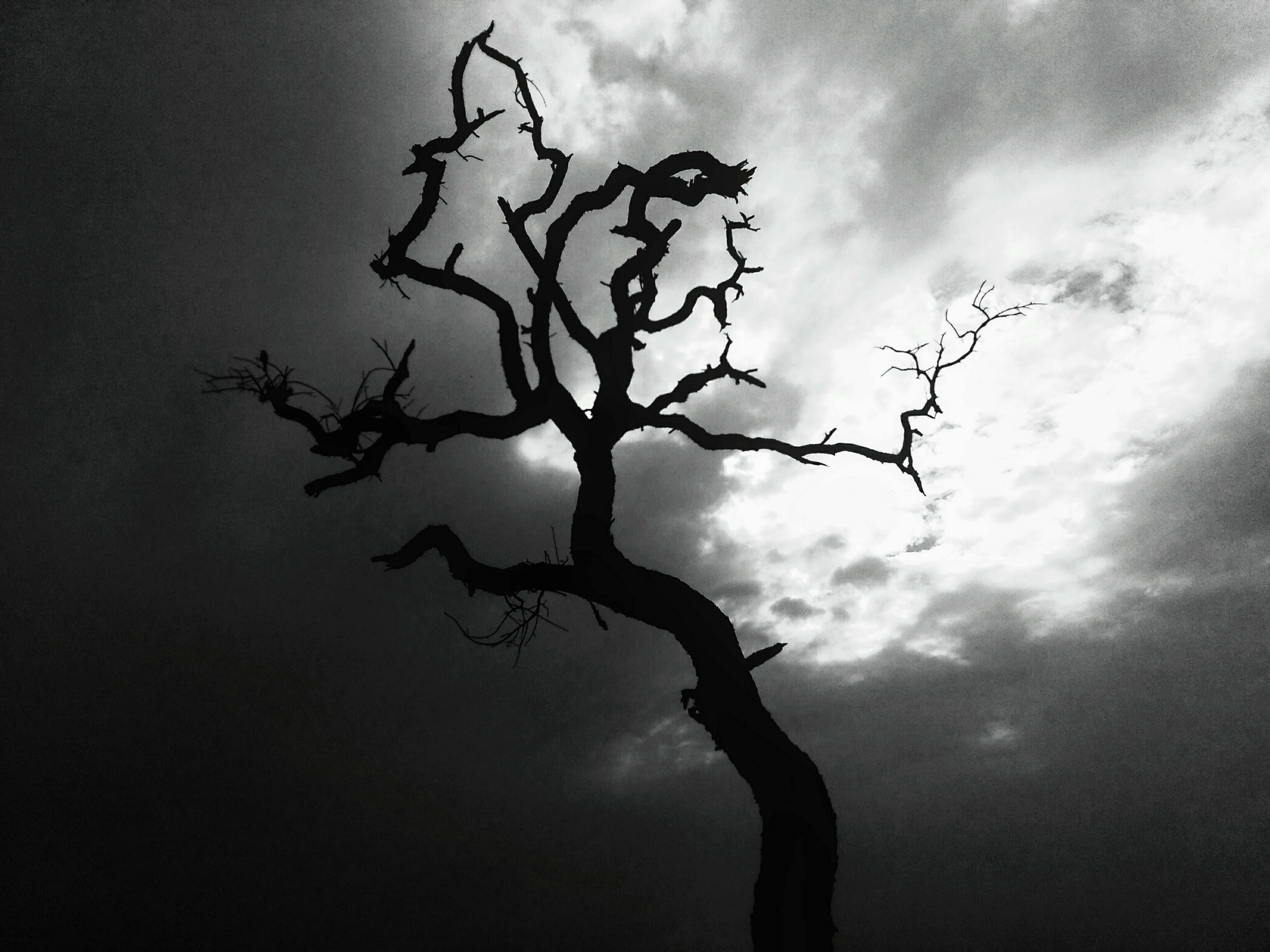 stencil, nature, oak, cloud - sky, bird, 2K, outdoors, flower, trunk, crow, tree trunk, dead plant, flying, day, silhouette, tranquility, plant, scenics - nature, HD Wallpaper